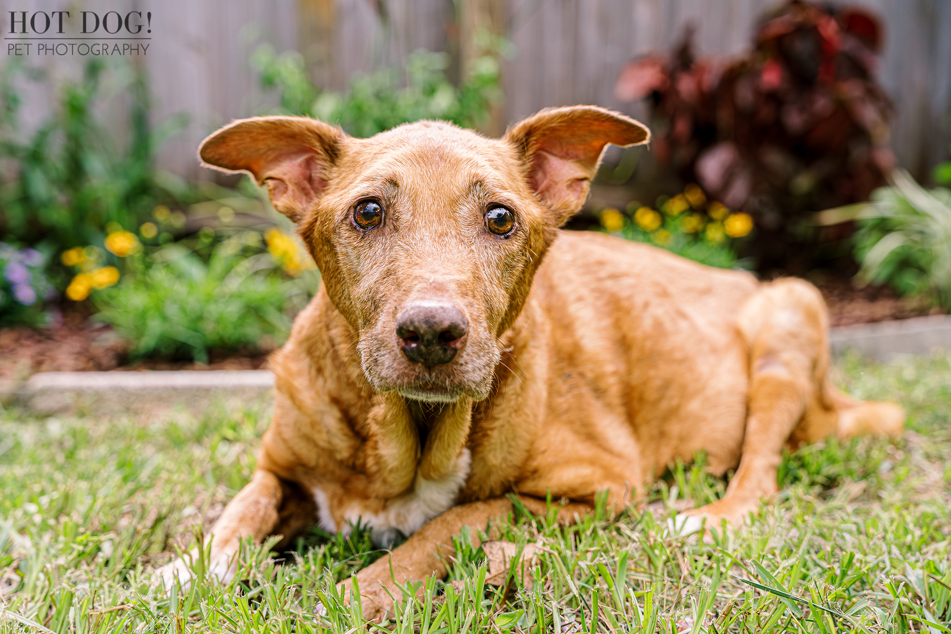 Portrait of Adelaide, a tan dog with expressive eyes, resting on green grass. Photo by Hot Dog! Pet Photography.