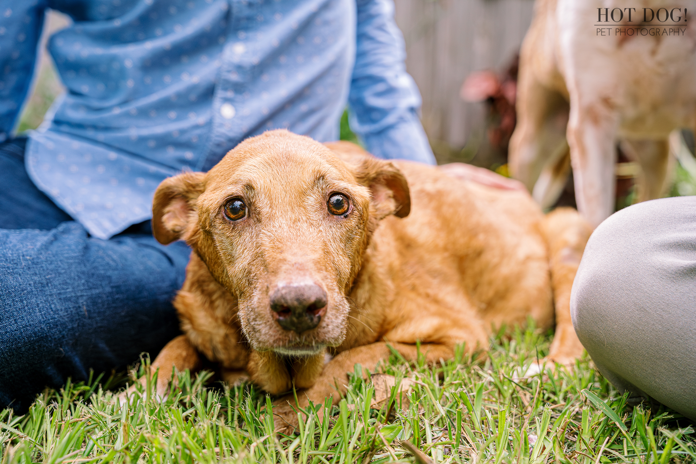 Adelaide surrounded by love: A terminally ill dog rests with her family. Photo by Hot Dog! Pet Photography.