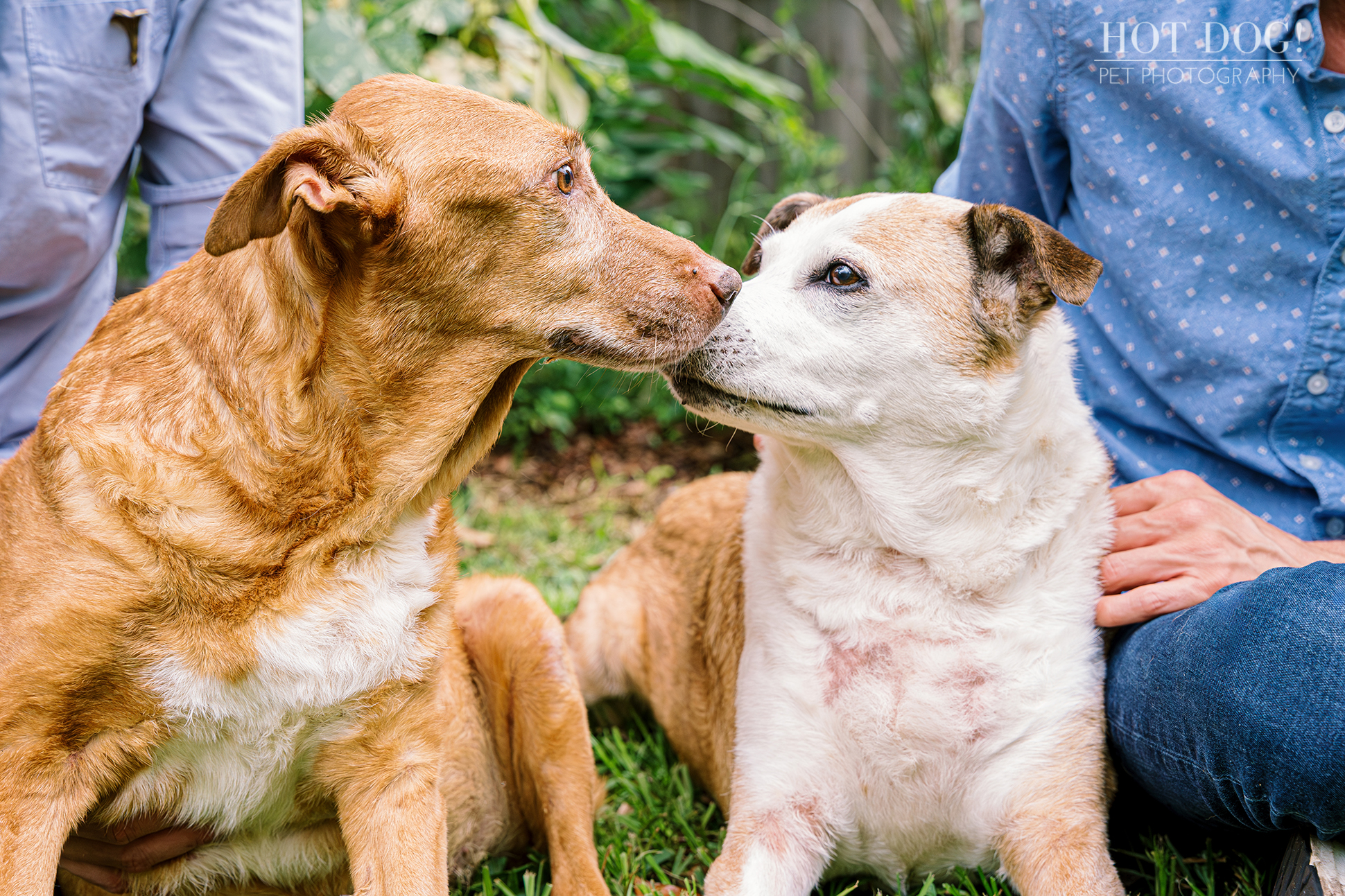 A close-up of two dogs: Adelaide, a terminally ill tan dog, affectionately touches noses with Aeva, a white and tan dog with brown spots. They are sitting side-by-side on green grass, with the legs of two people in blue jeans visible on either side.