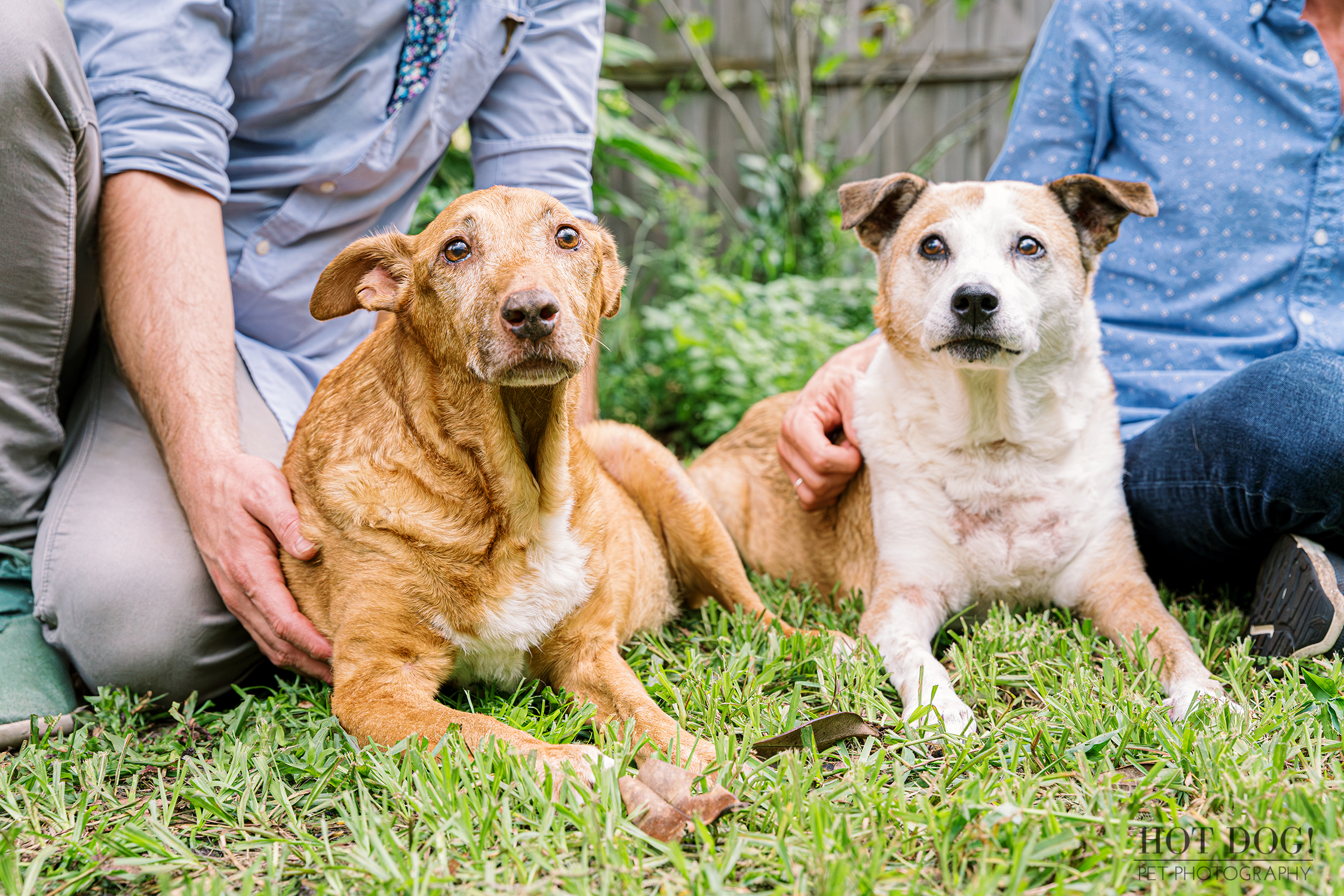 Companionship: Adelaide and Aeva share a quiet moment together. Photo by Hot Dog! Pet Photography.