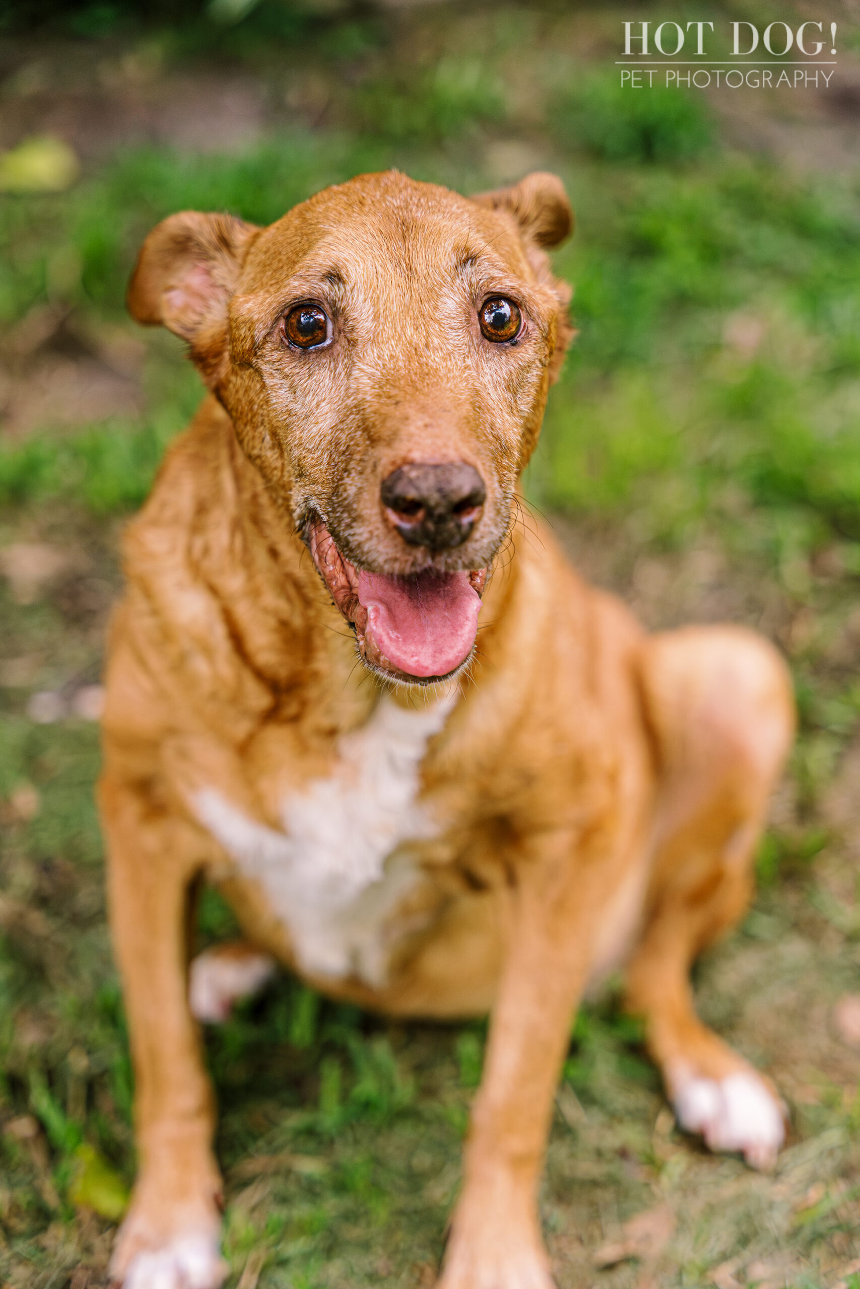 Tan dog, Adelaide, looking up with open mouth. Photo by Hot Dog! Pet Photography.