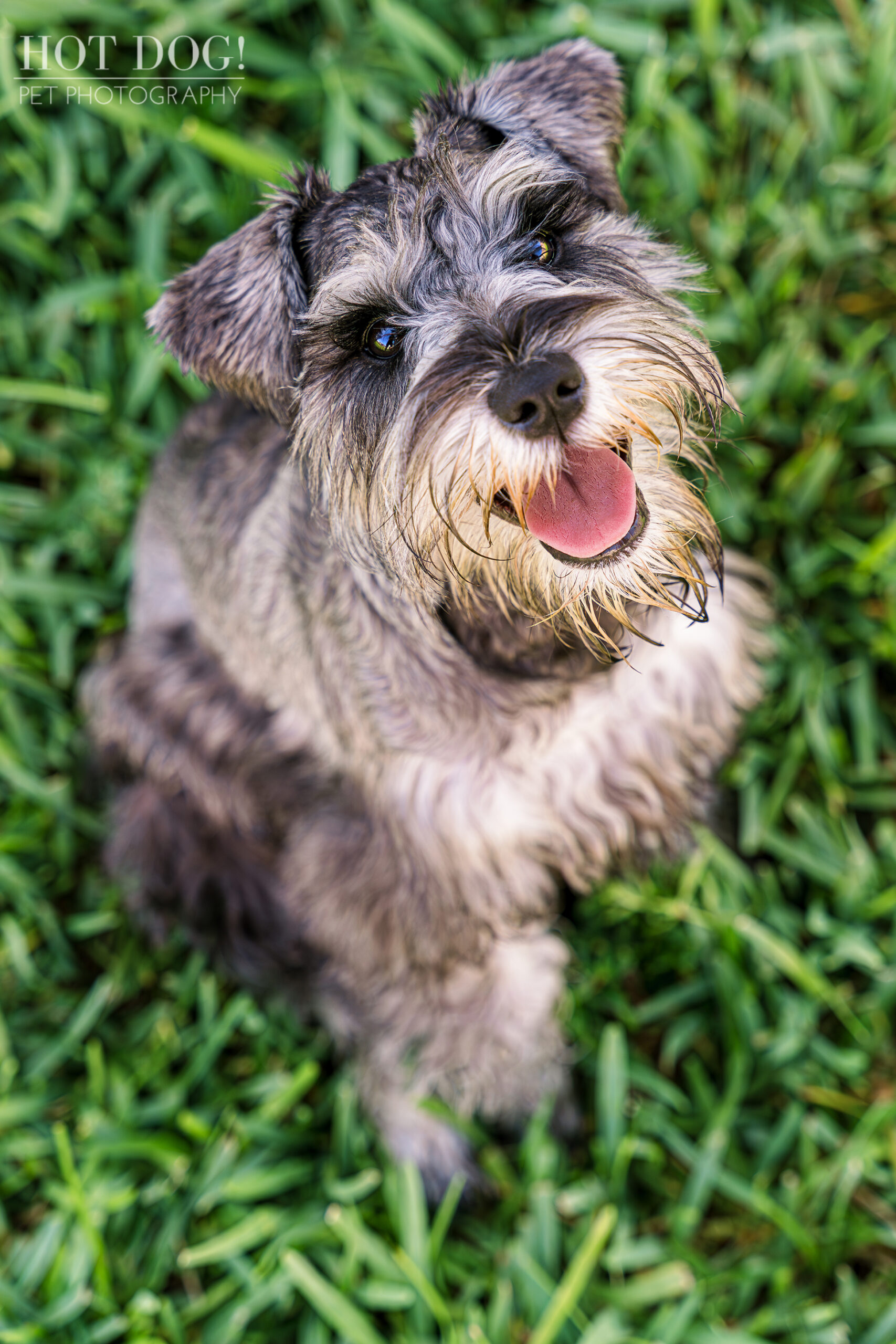 Arco, a miniature schnauzer puppy, strikes a pose during his professional photoshoot.