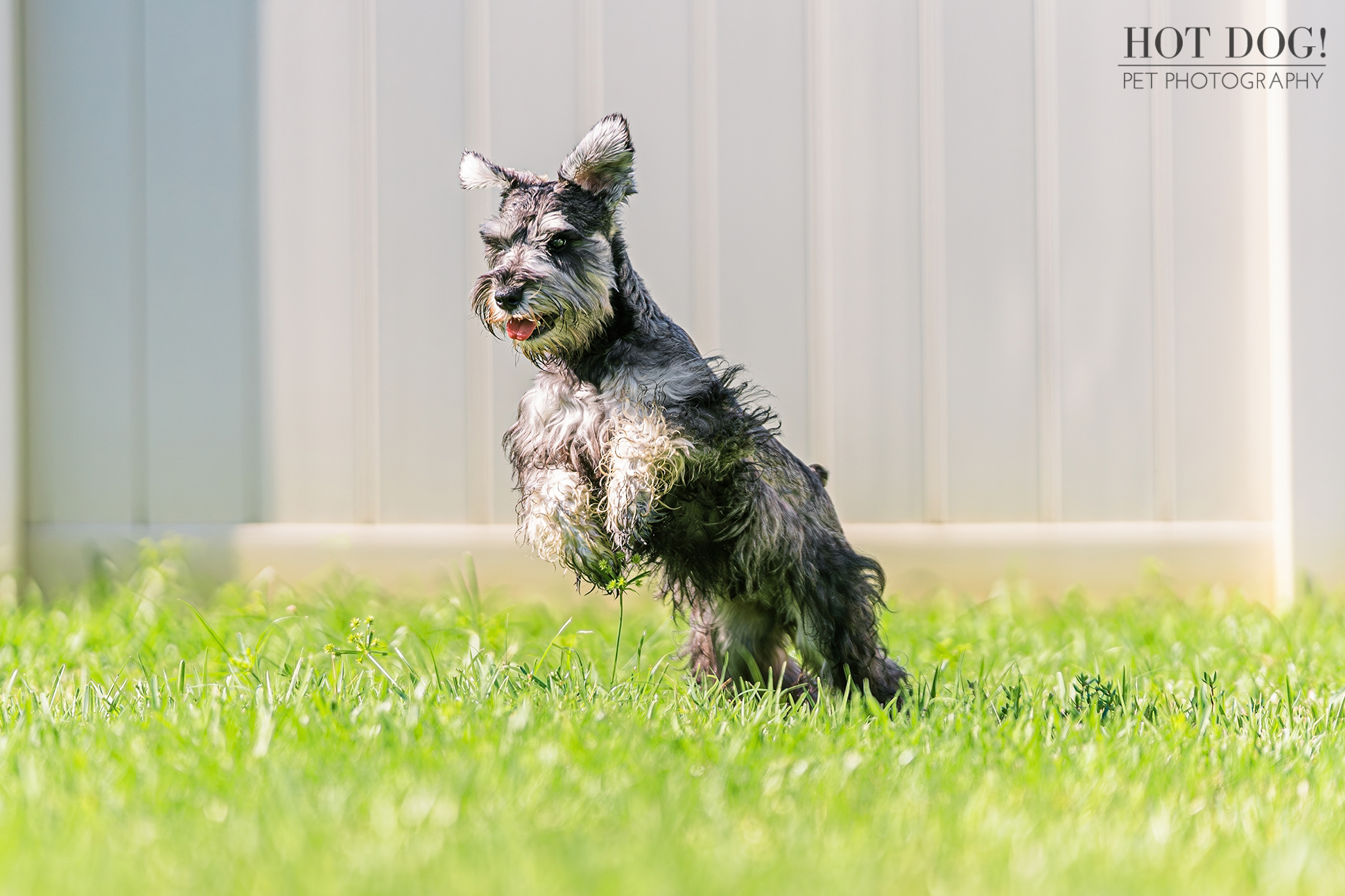 A professional photo shoot showcasing the adorable personality of a miniature schnauzer puppy.