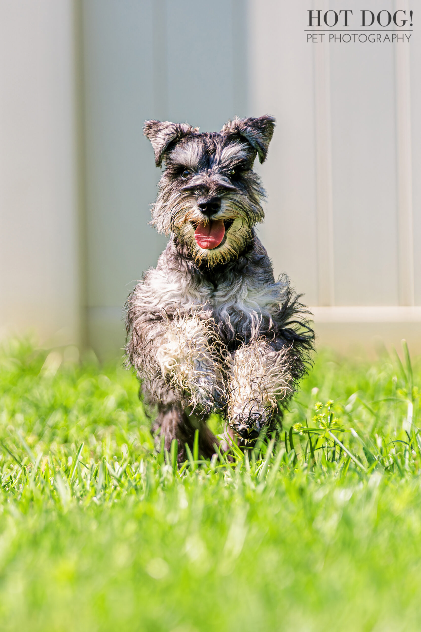 A professional photo taken in Osceola County, Florida, of a playful miniature schnauzer puppy.