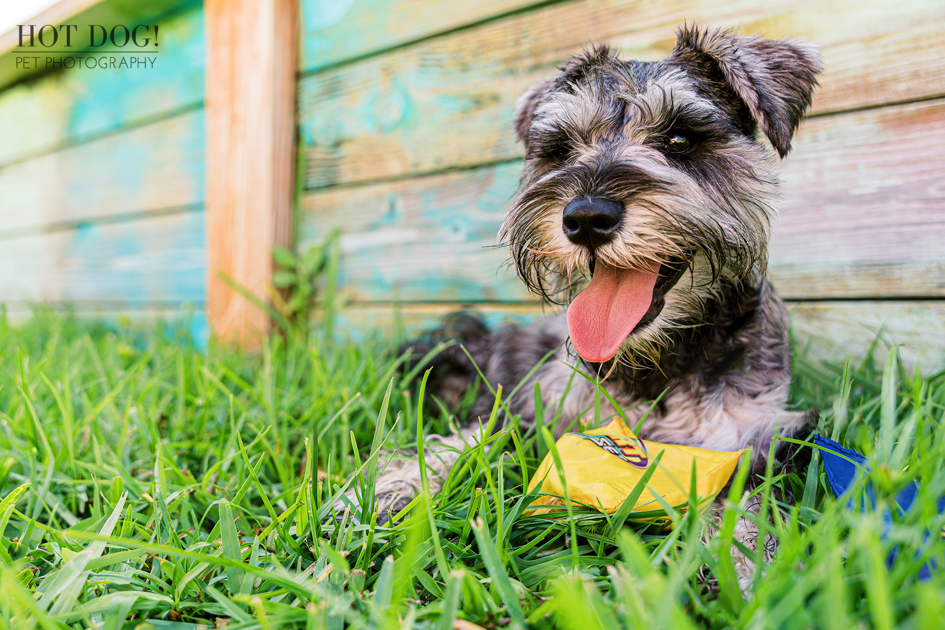 A photo of a miniature schnauzer puppy captured during a fun and energetic photoshoot.