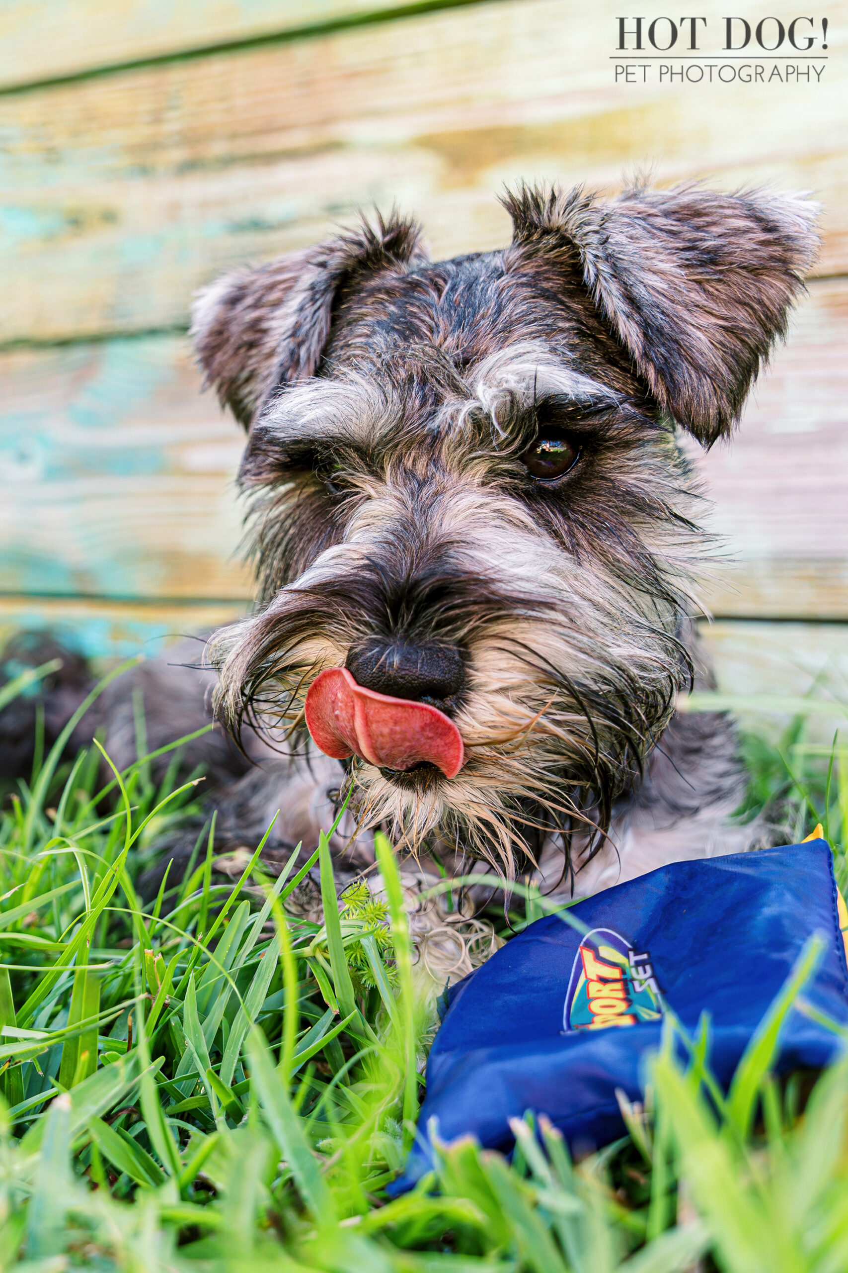 A photo of Arco, a miniature schnauzer puppy, enjoying a summer photoshoot.