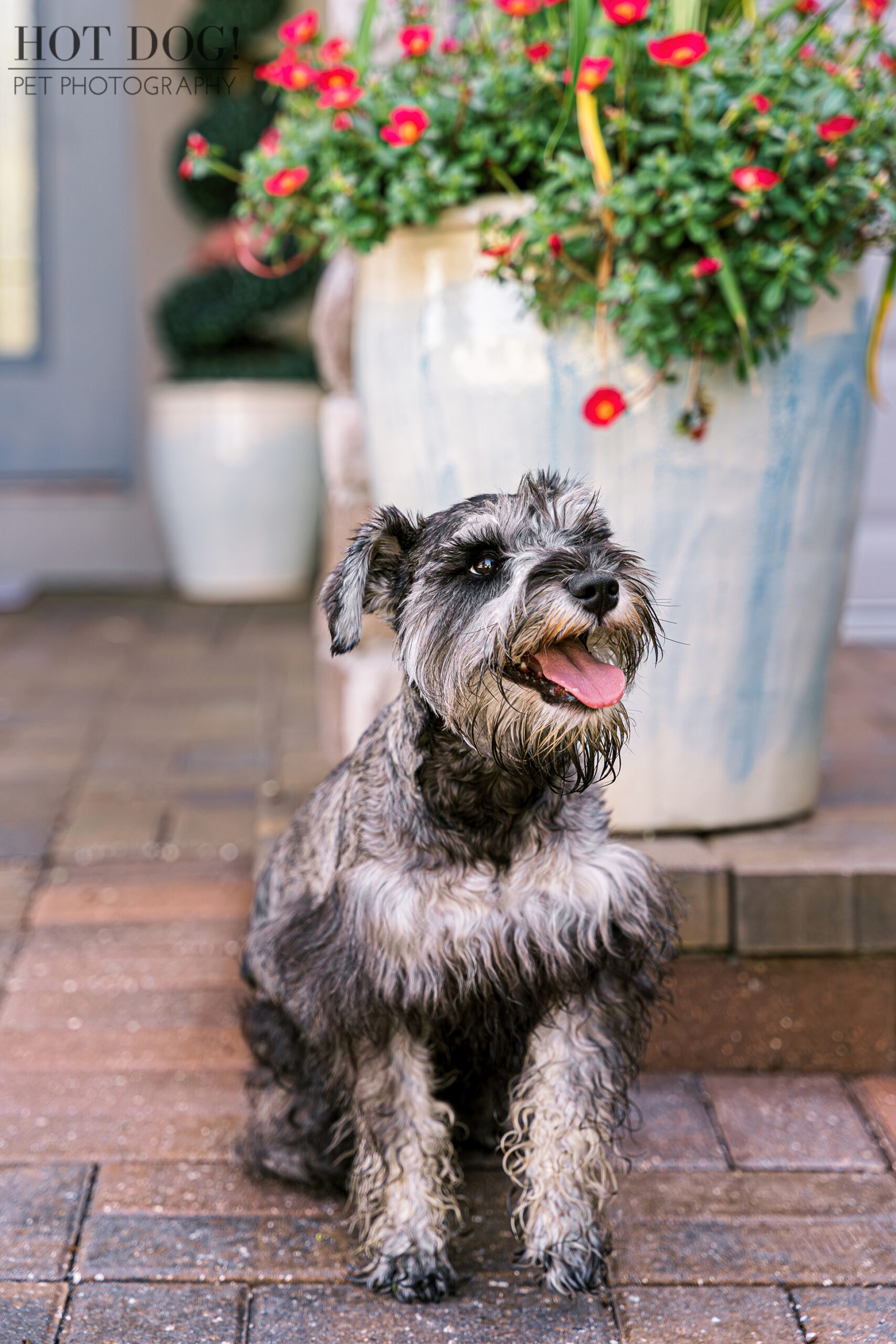 Miniature schnauzer puppy, Arco, hamming it up during his professional photo shoot.