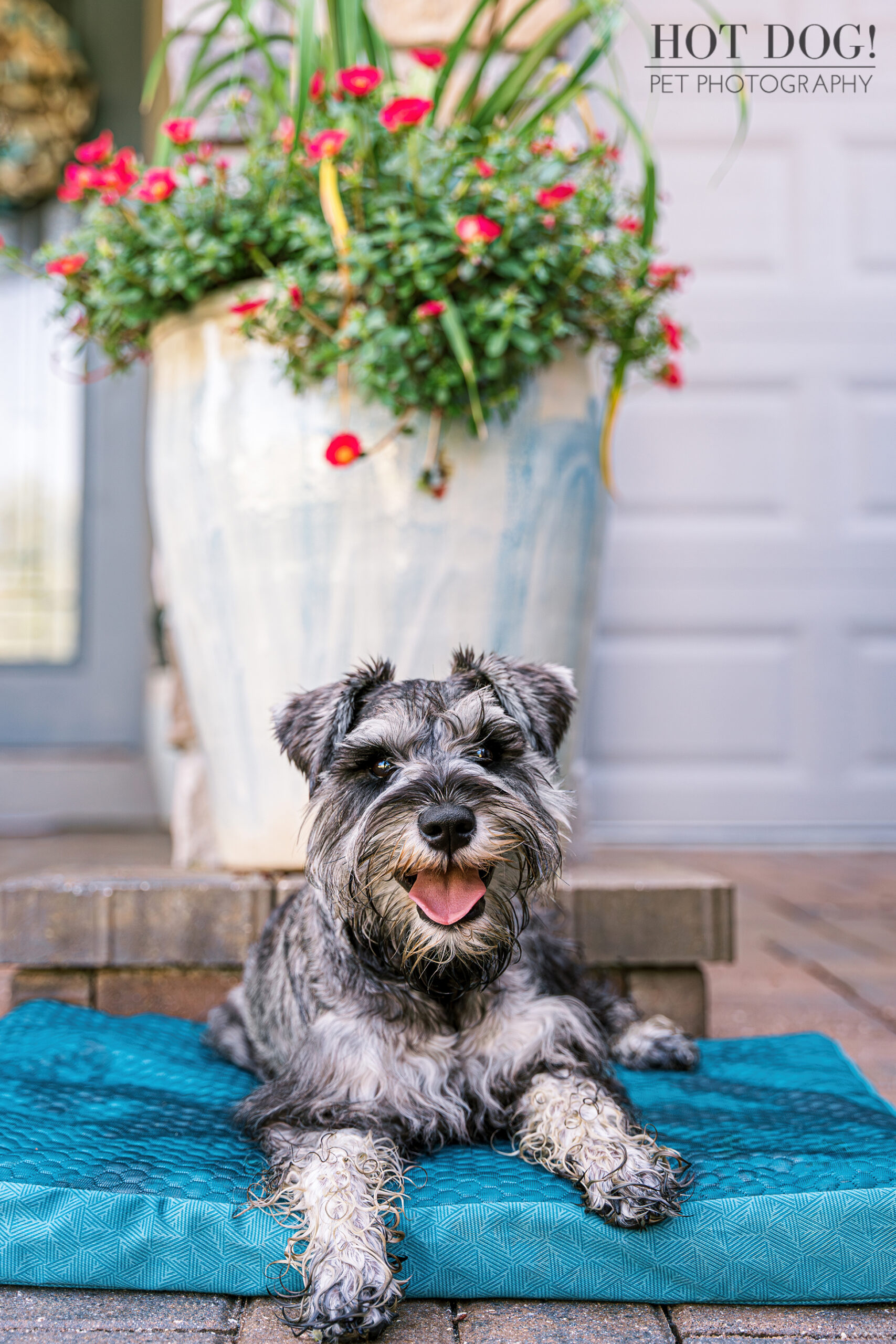 A miniature schnauzer puppy playfully posing for the camera.