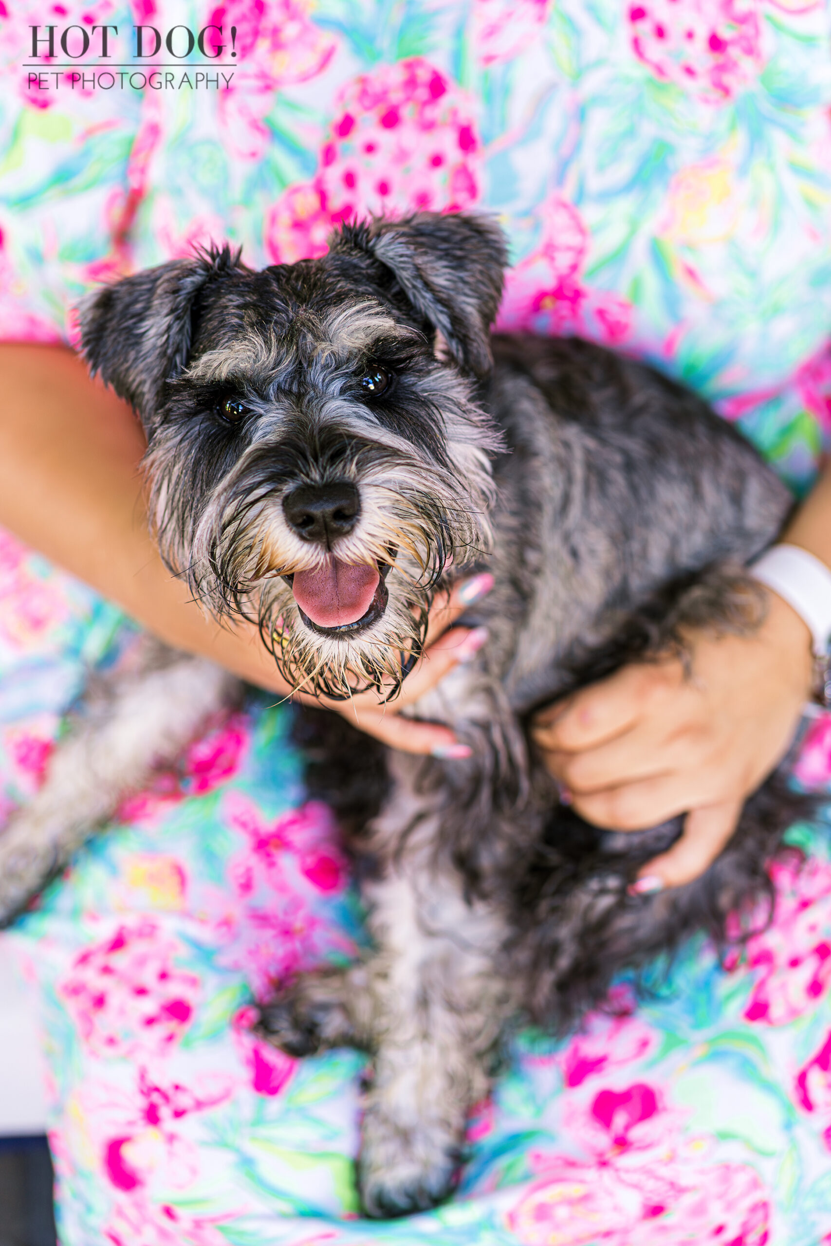 A playful miniature schnauzer puppy named Arco strikes a pose during his professional photo shoot.