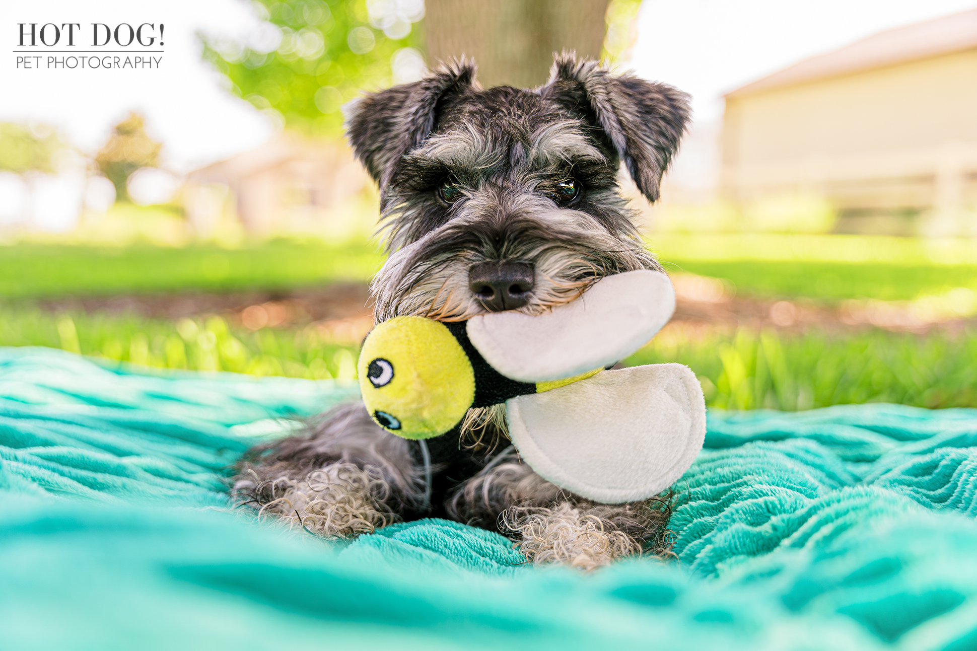 A professional photo shoot that captures the irresistible charm and playful spirit of a miniature schnauzer puppy.