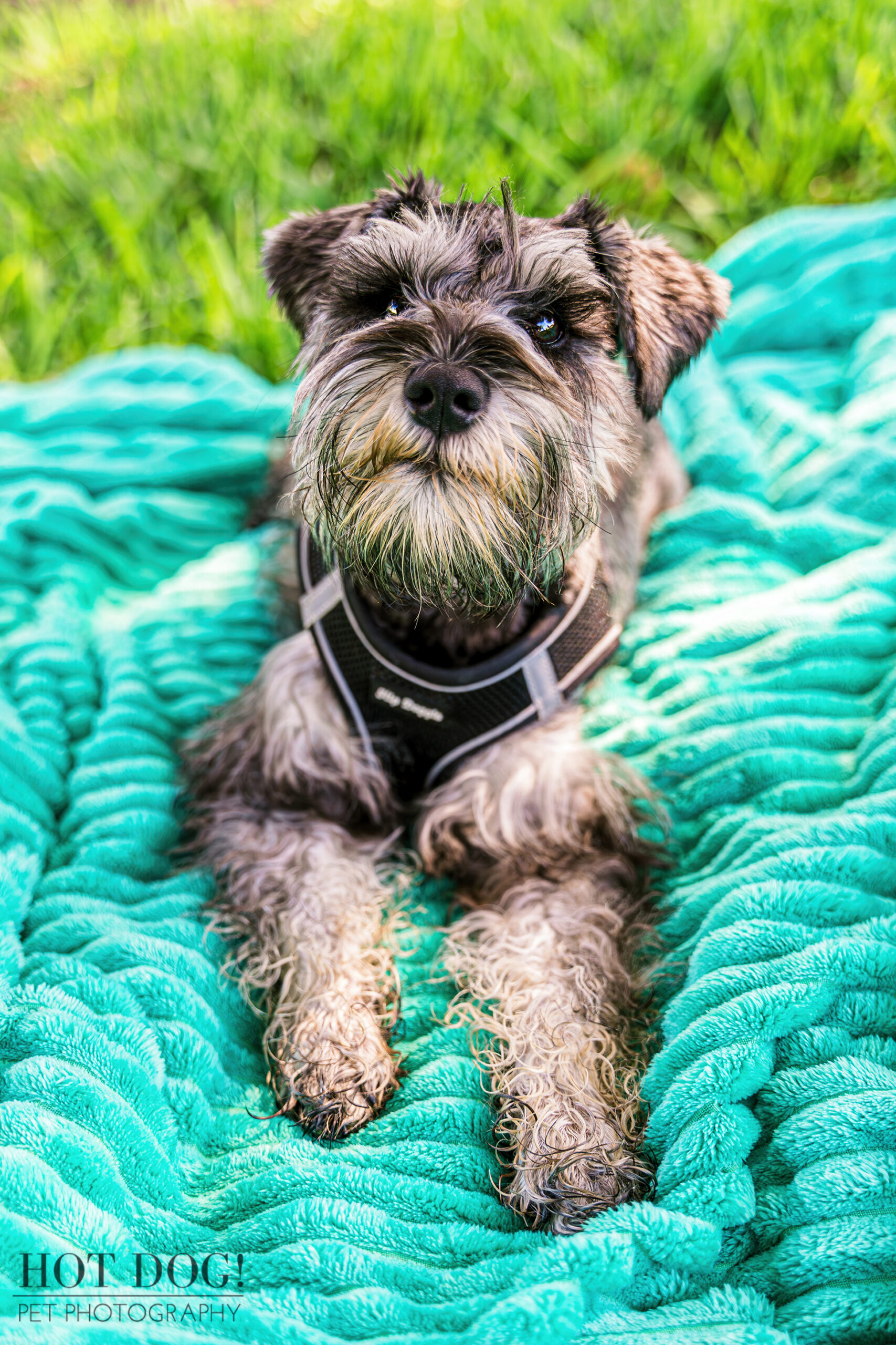 A miniature schnauzer puppy, full of life, strikes a playful pose for the camera during a professional photo shoot.