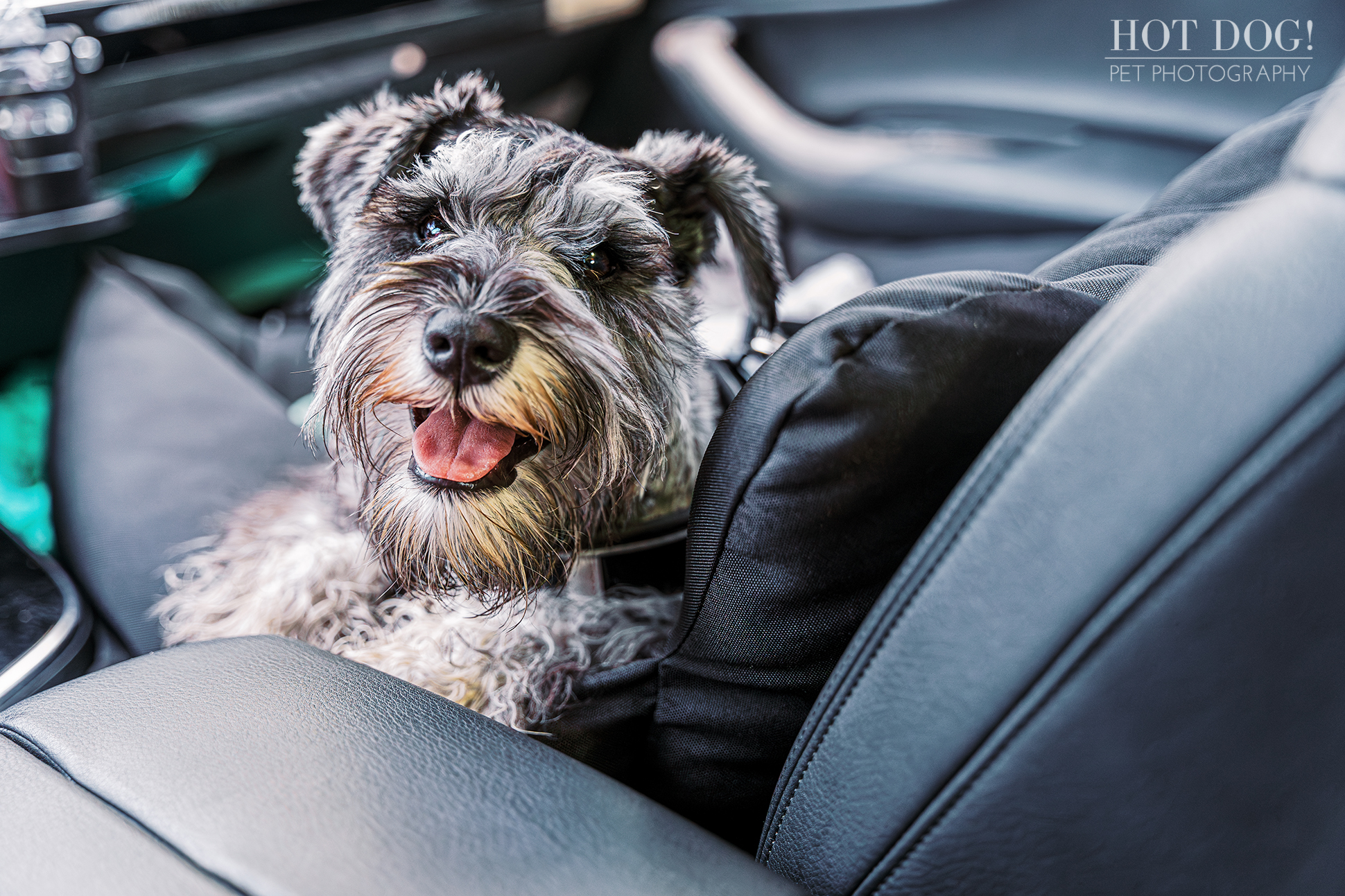 A photo of Arco, a miniature schnauzer puppy, going for a ride in the car.