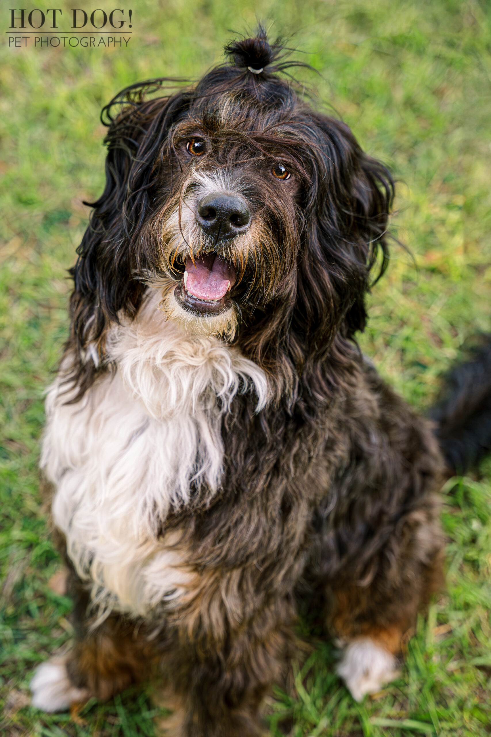 Aspen, a two-year-old male Bernedoodle with black and tan shaggy fur, sits on green grass with his mouth open, tongue visible. His small topknot is tied up.