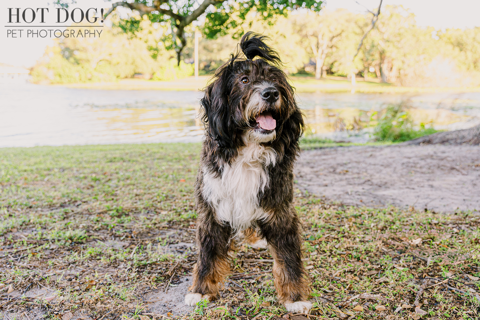 Aspen, a male Bernedoodle with black and tan shaggy fur, stands on patchy grass with his mouth open, tongue visible. A pond and trees are in the background.