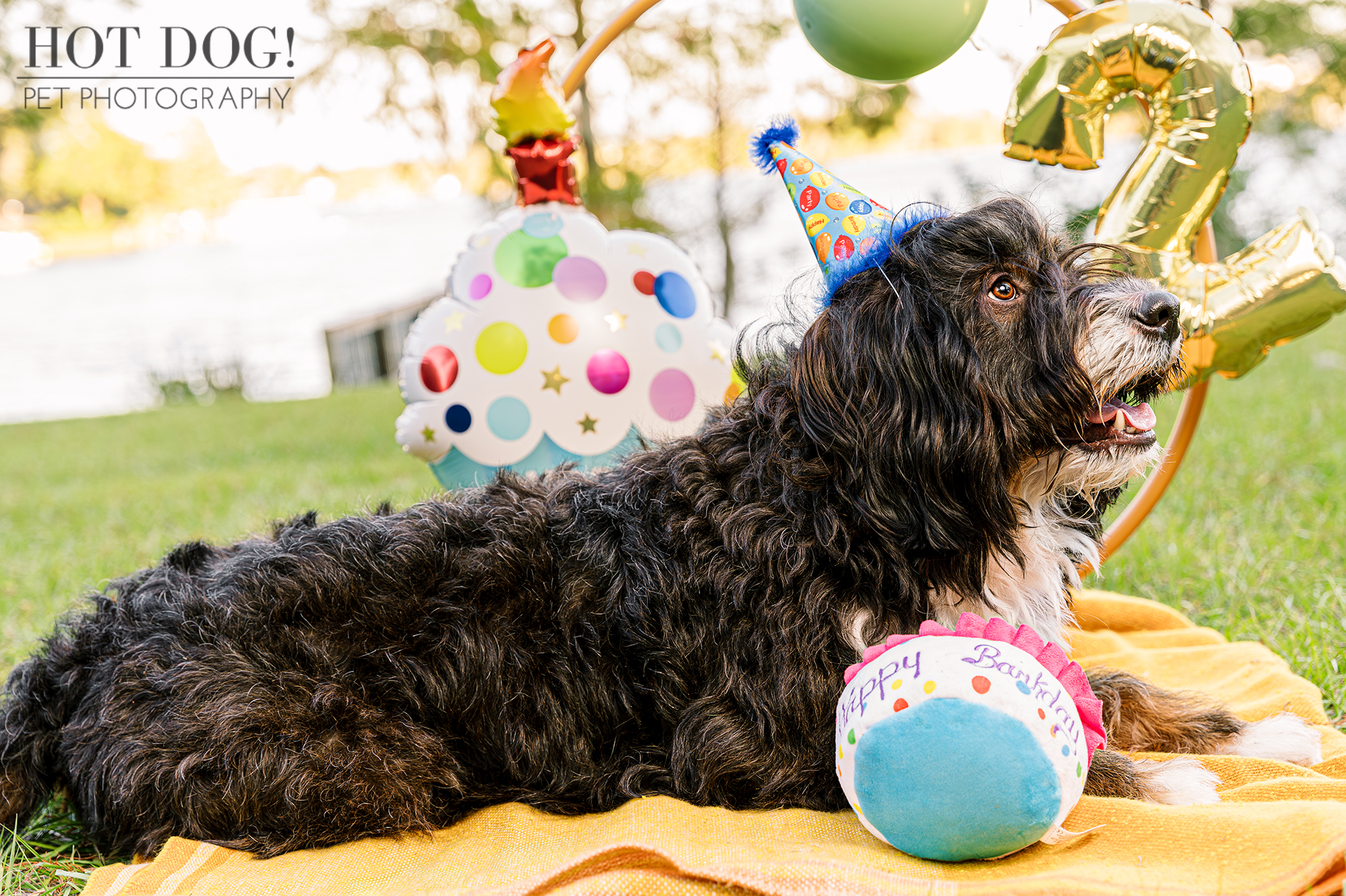 Aspen, a two-year-old male Bernedoodle with black and tan fur, lies on a yellow blanket with a party hat and birthday decorations.