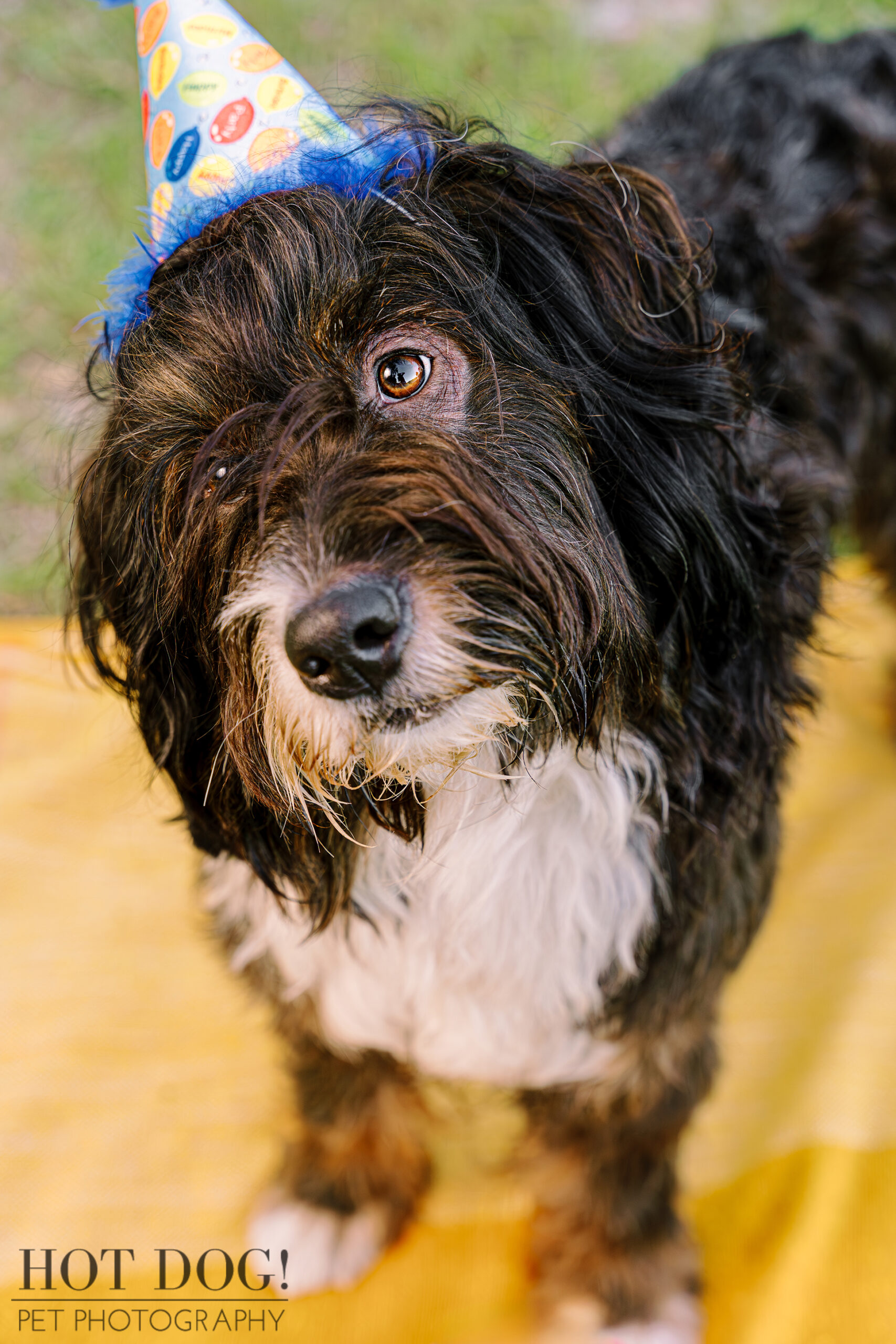 Close-up of Aspen, a two-year-old male Bernedoodle with black and tan fur, wearing a party hat.