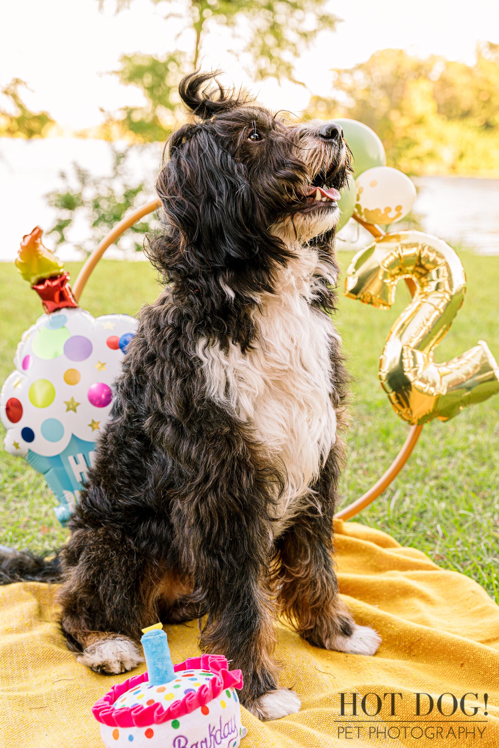 Aspen the Bernedoodle celebrates his 2nd birthday with balloons and a cake toy outdoors.