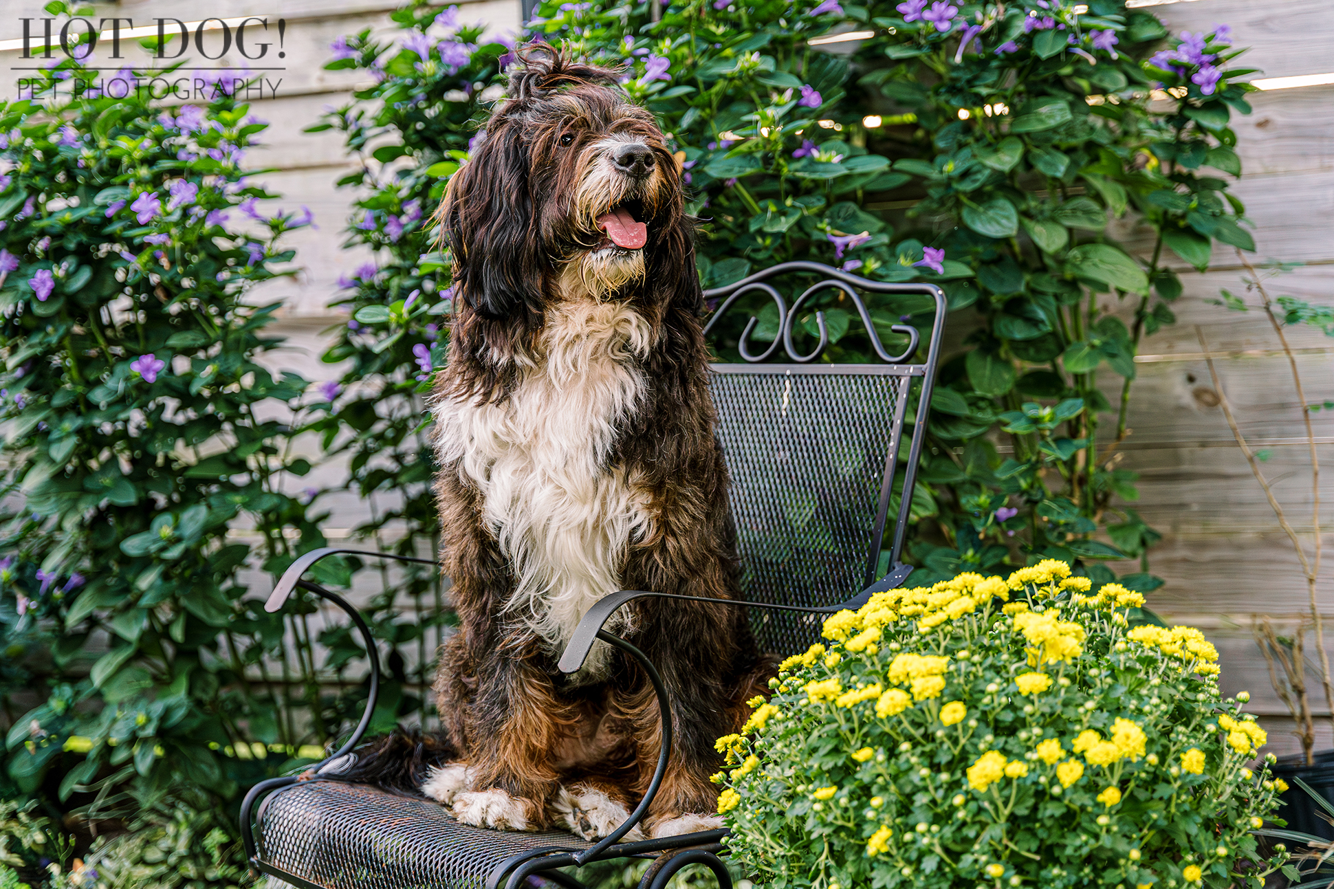 Aspen the Bernedoodle sits on a metal chair in a garden with purple and yellow flowers. 