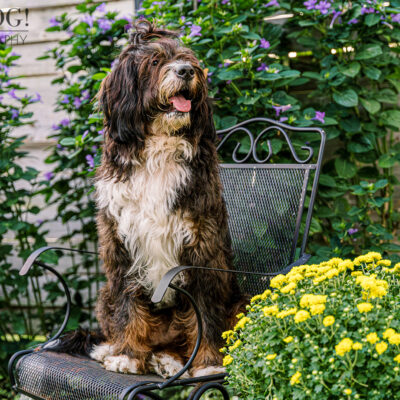 Aspen the Bernedoodle’s Second Birthday | Maitland Pet Photography