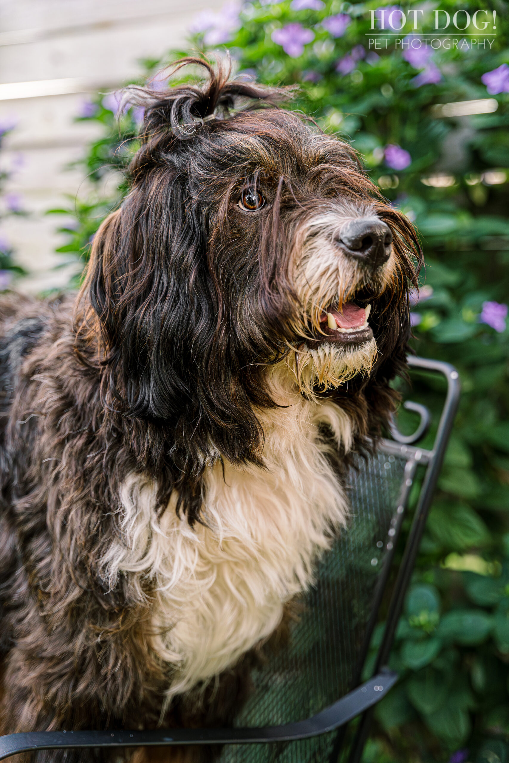 Black & tan Bernedoodle, Aspen, sits on a chair with purple flowers behind.