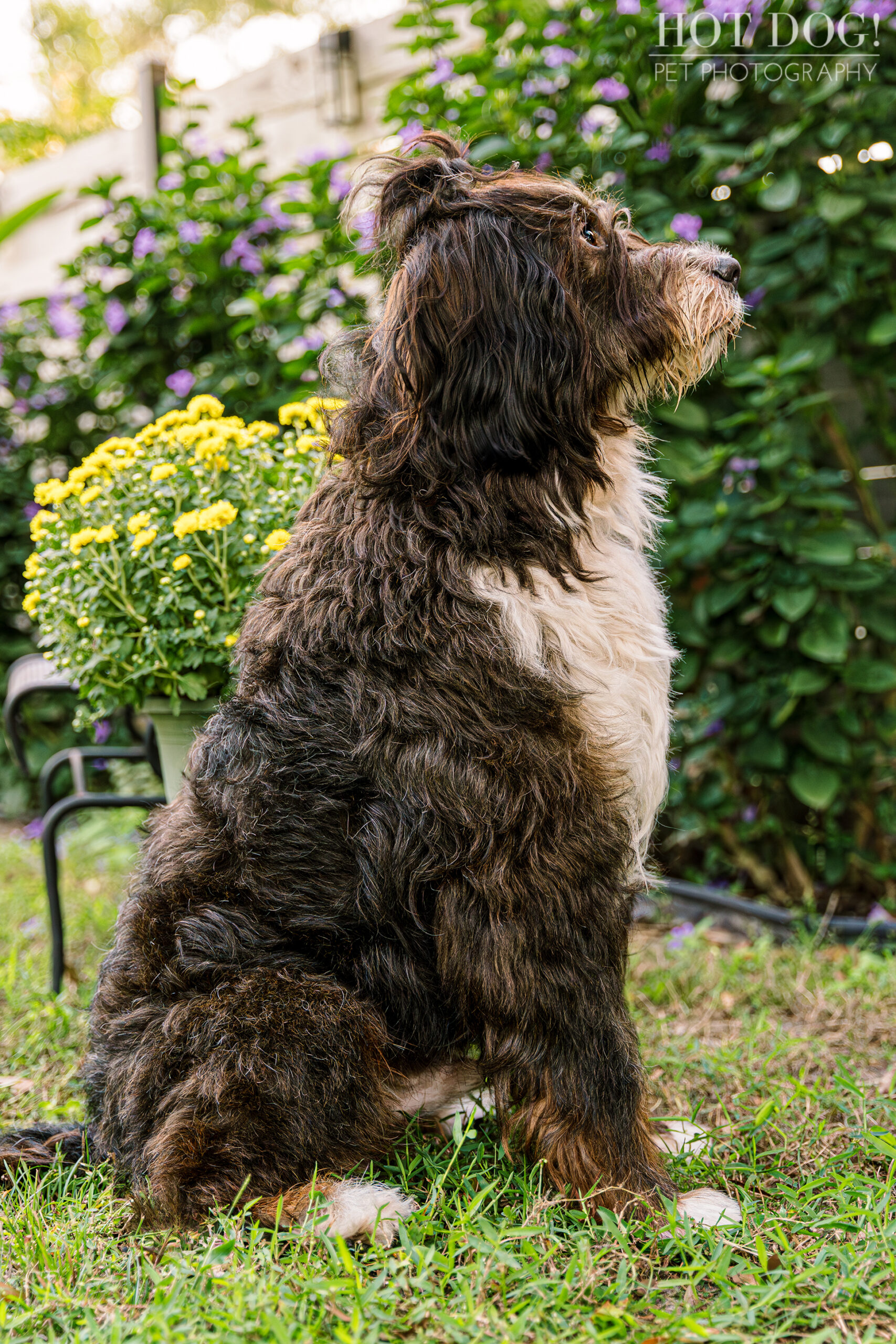 A side-view shot of Aspen, a Bernedoodle with black and tan fur, sitting outdoors in a garden setting. He is looking off to the right. A potted yellow flower plant and purple flowers are visible in the background.