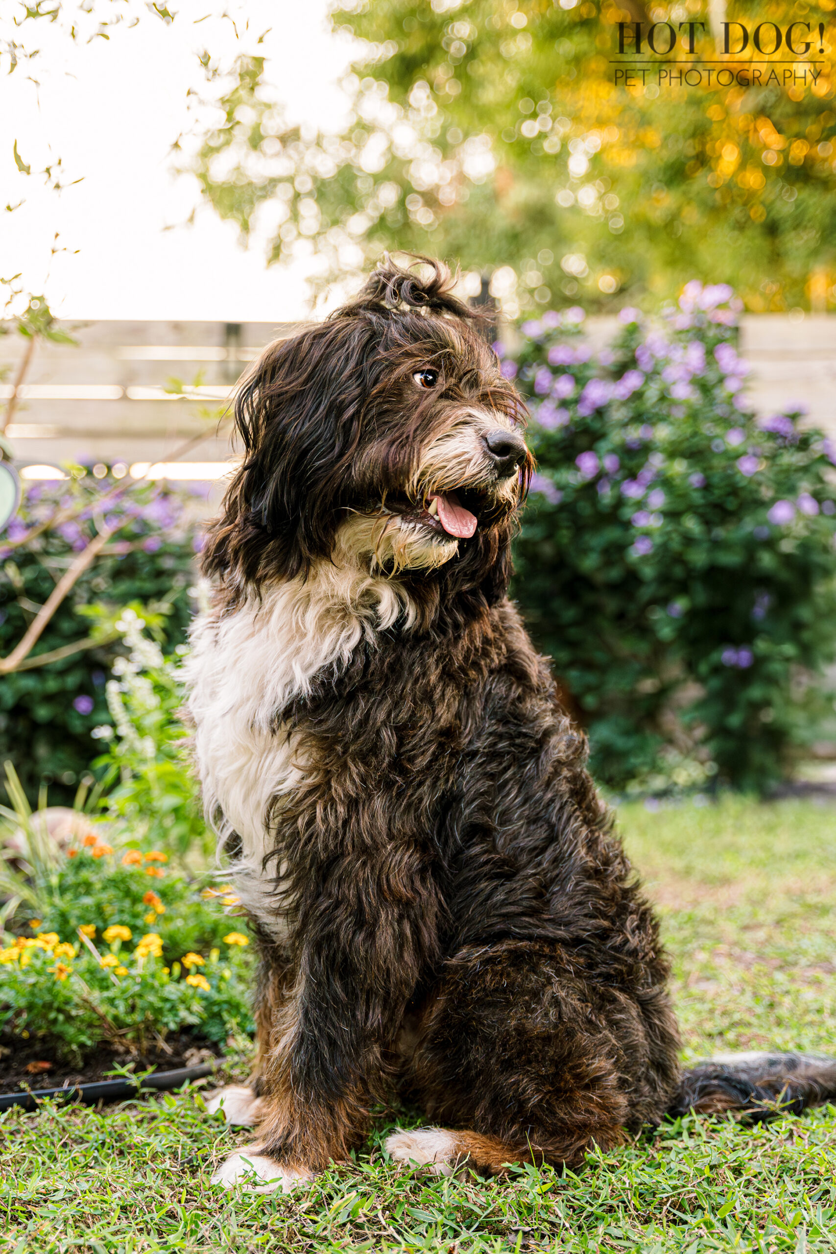 Aspen the Bernedoodle sitting outdoors, tongue out.