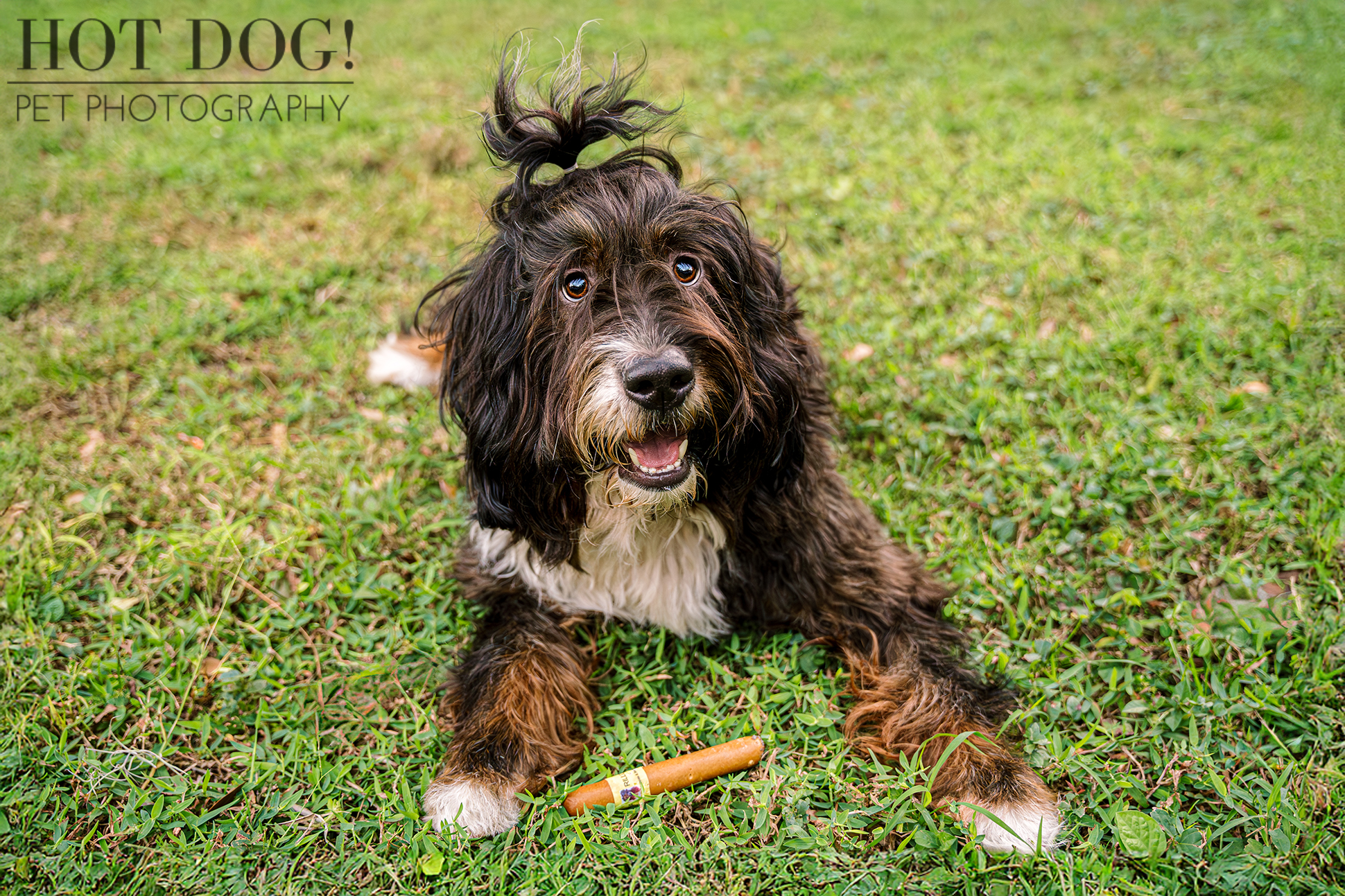 Aspen, a two-year-old male Bernedoodle with black and tan fur, lies on green grass with a cigar chew toy between his paws. He looks directly at the camera with his mouth slightly open. His fur is long and slightly tousled, with a small topknot. 