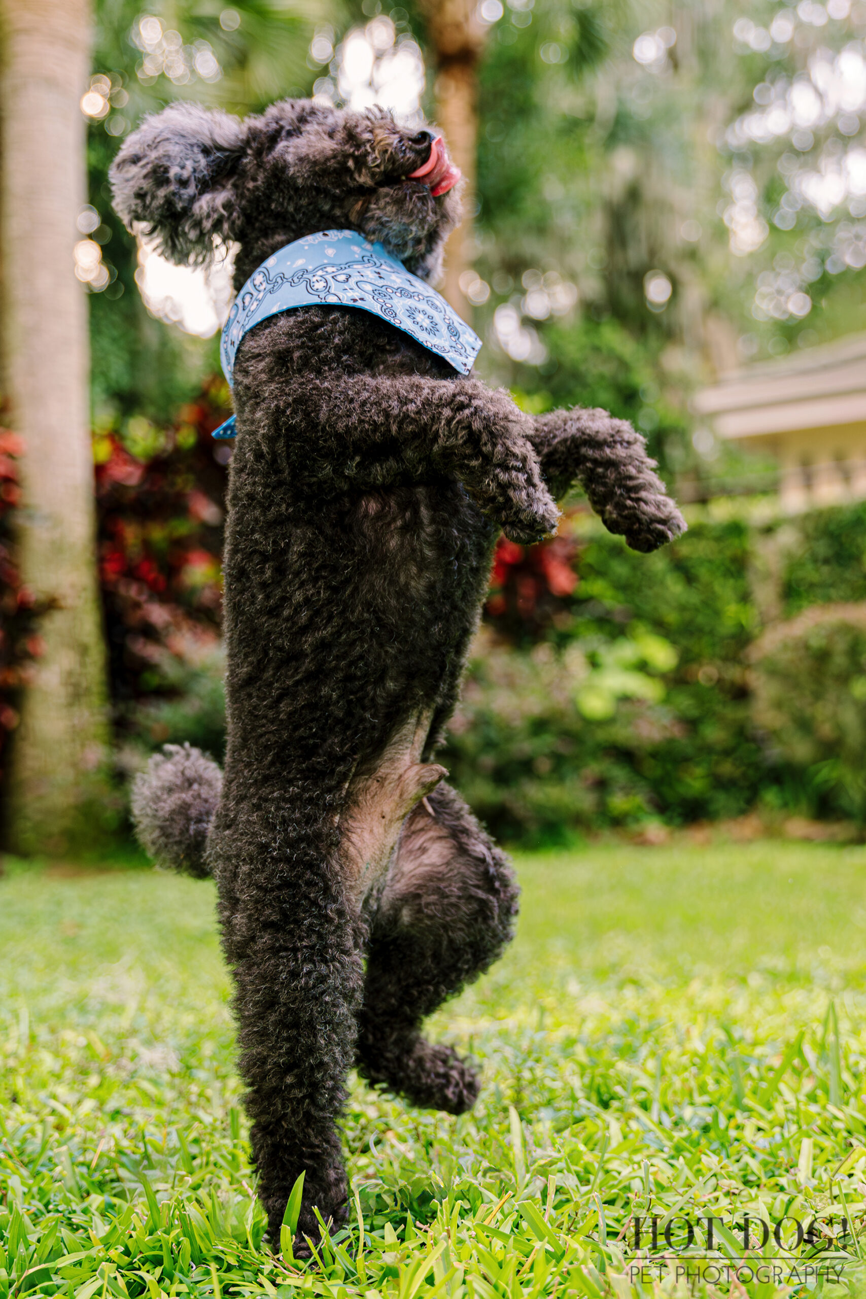 A black dog balancing on its hind legs, displaying a joyful and engaging posture in a cheerful atmosphere.