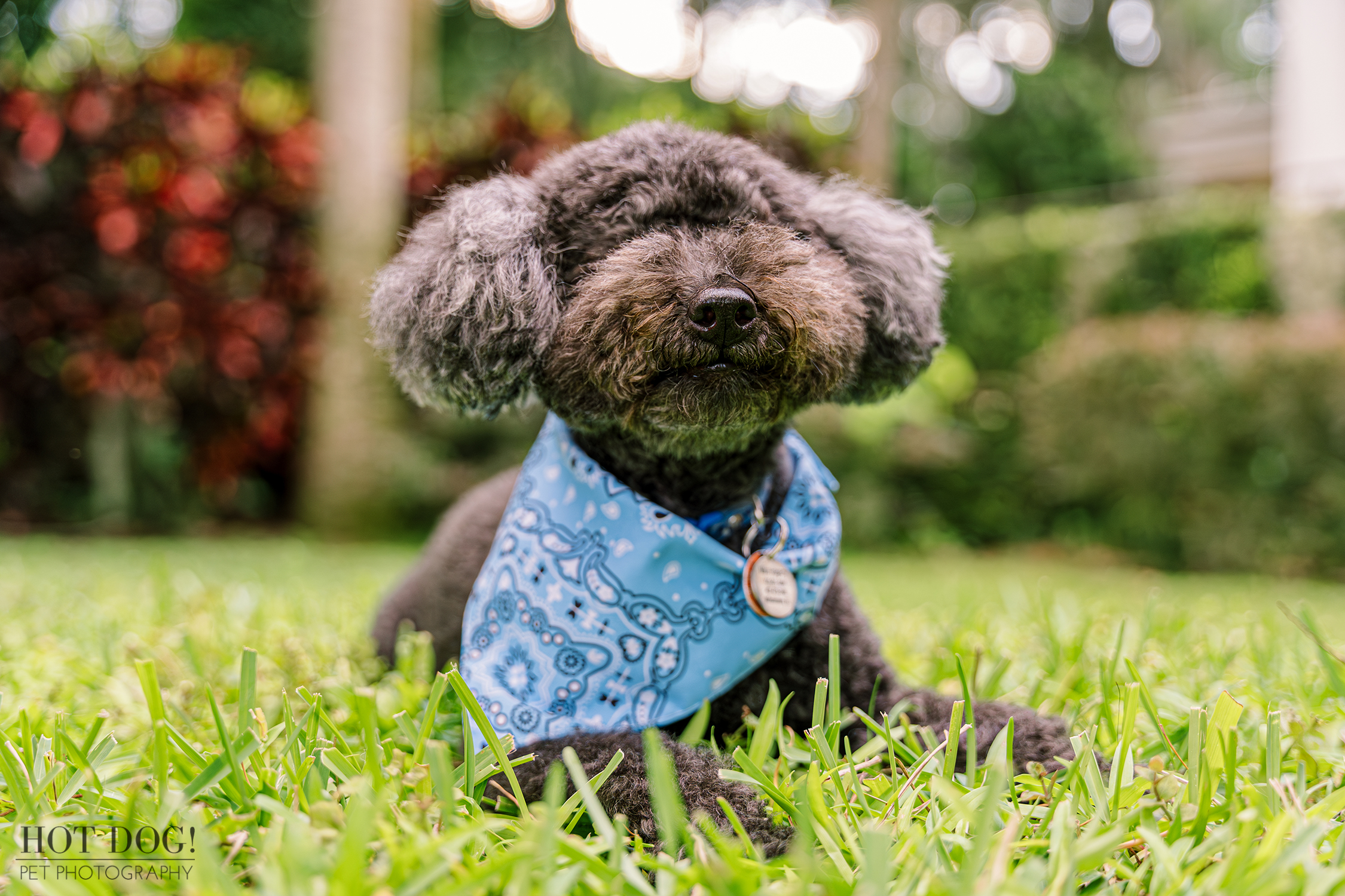 A stylish black poodle adorned with a blue bandana, highlighting its charming personality and sleek coat.