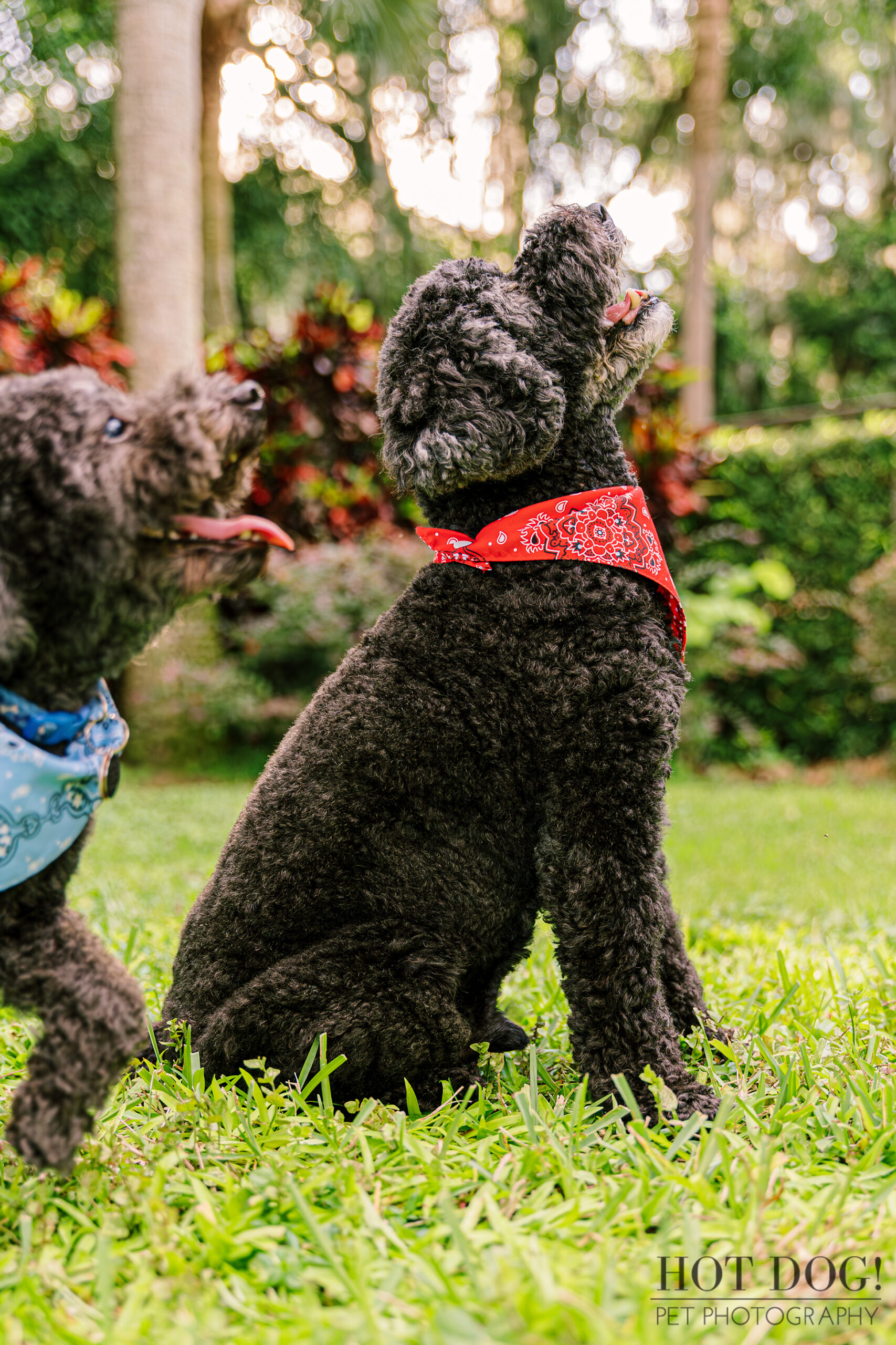 Two black poodles adorned with bandanas relax on the grass, showcasing their playful and stylish personalities.