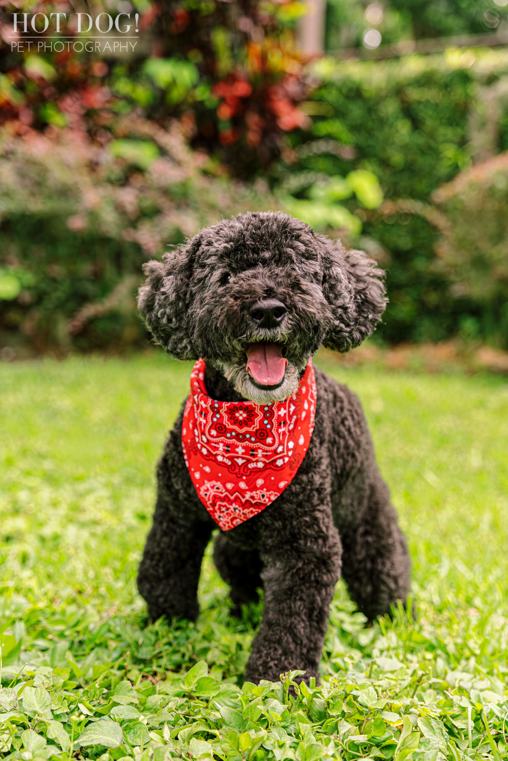 A cheerful black dog adorned with a bright red bandana, looking curiously at the camera.