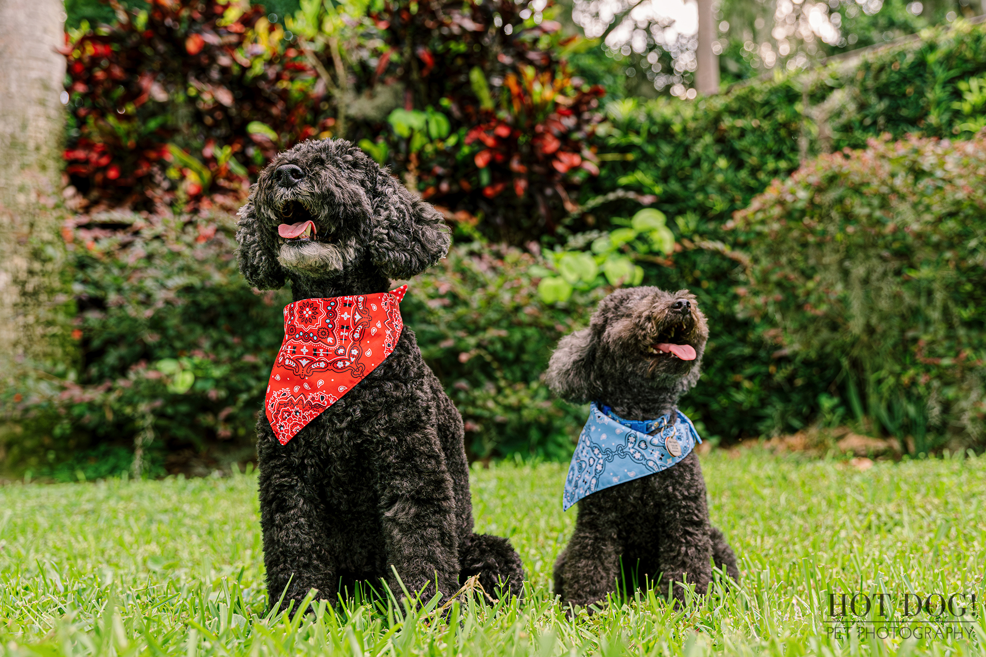 Two black poodles in colorful bandanas playfully sit on the grass, enjoying a sunny day outdoors.