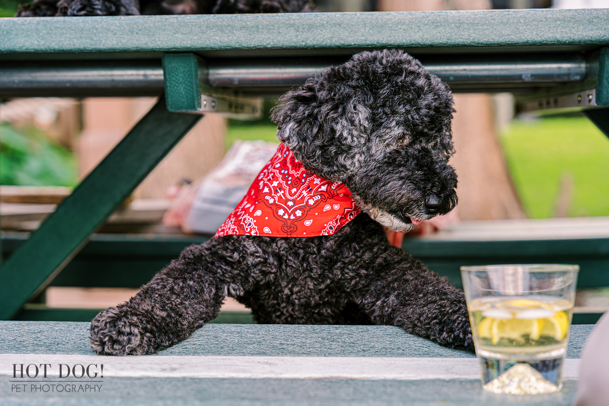 A black dog sitting calmly on a wooden bench in a serene outdoor setting.