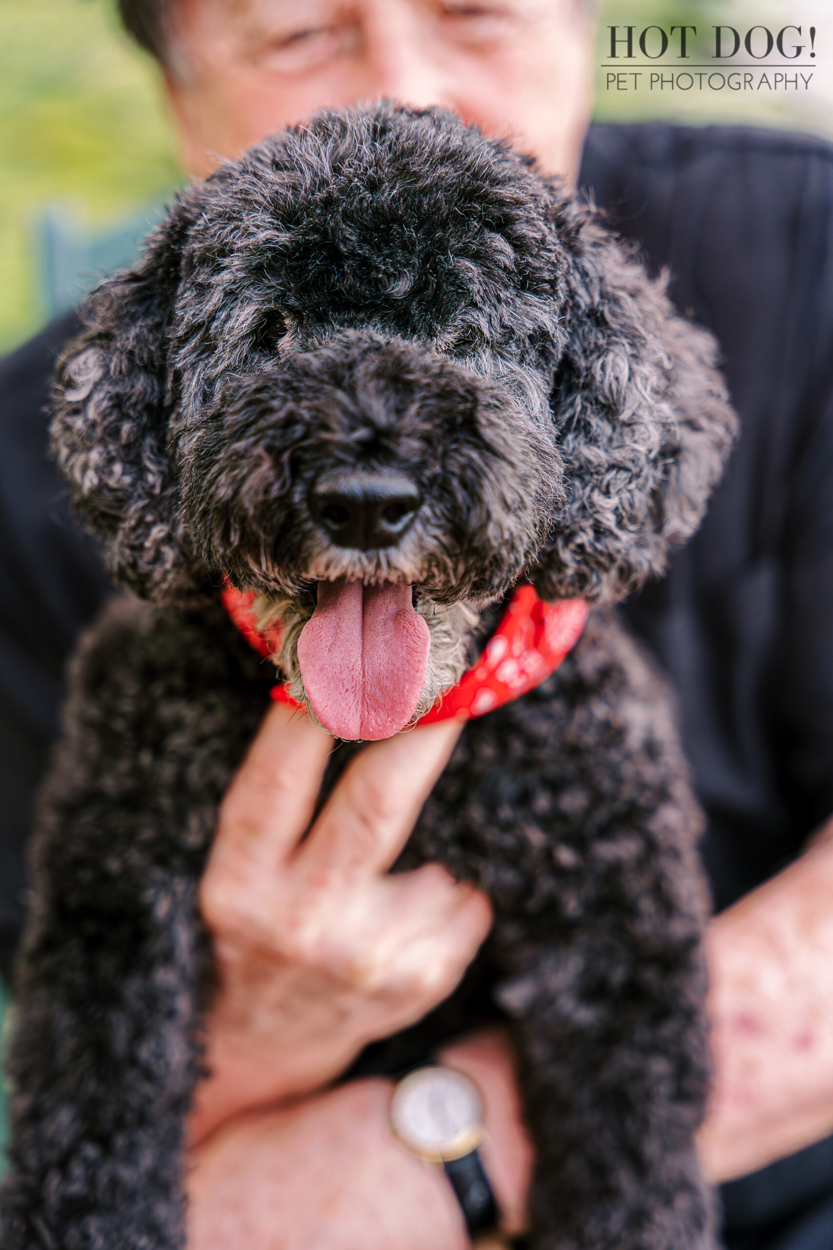 A black dog with a stylish red bandana, exuding charm and playfulness in its demeanor.