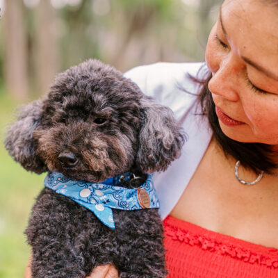 Hachi and Little Guy the Miniature Poodles and BeauBo the Cat | Windermere Pet Photography