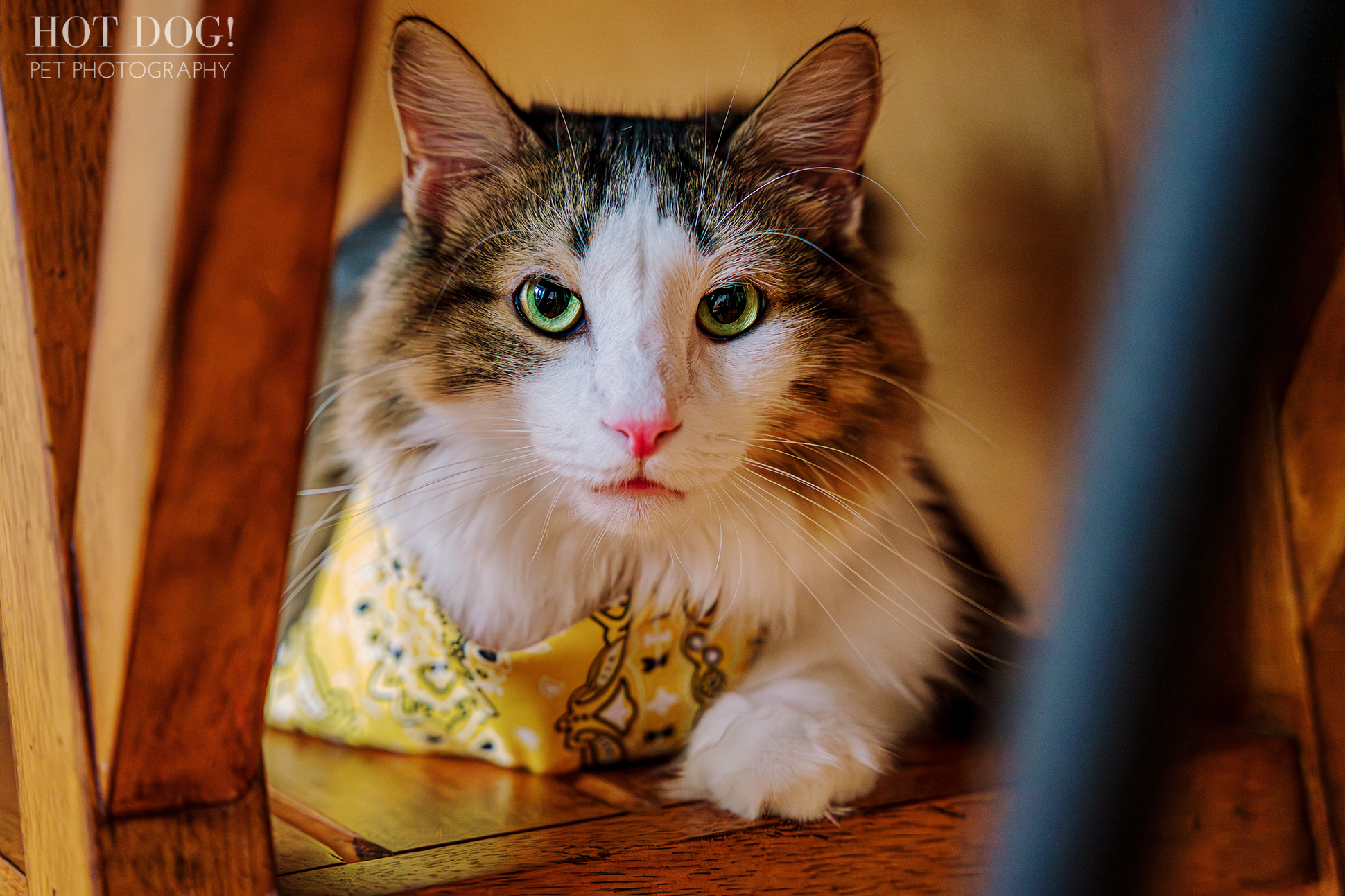 A cat comfortably perched on a shelf, showcasing its relaxed demeanor and soft fur.