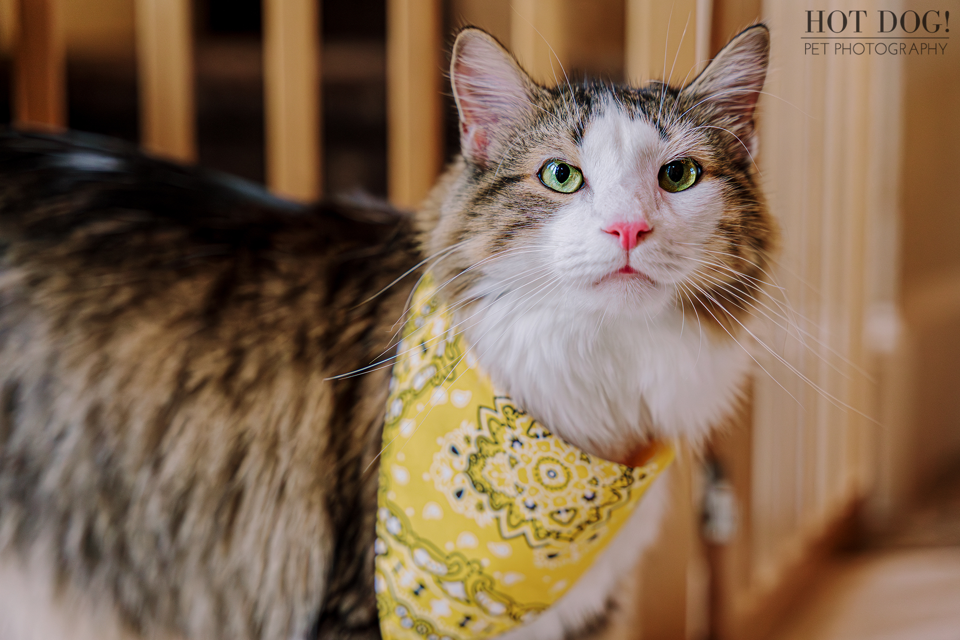 A cute cat dressed in a bandana, adding a touch of personality and charm to its appearance.