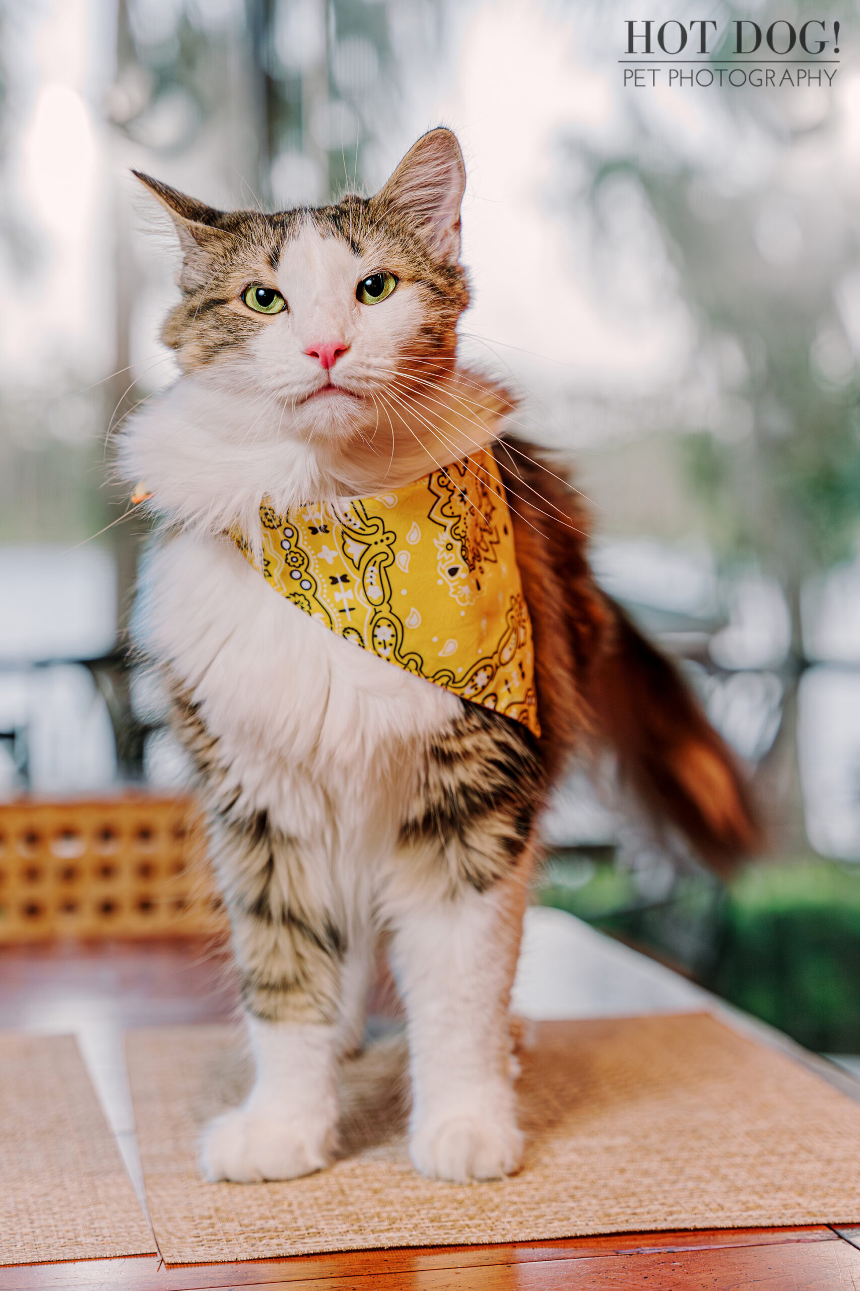 A playful cat sporting a colorful bandana around its neck, exuding charm and personality.