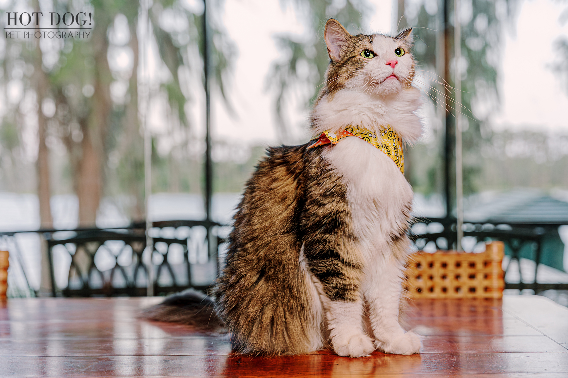 A stylish cat adorned with a vibrant bandana, showcasing its unique flair and playful spirit.