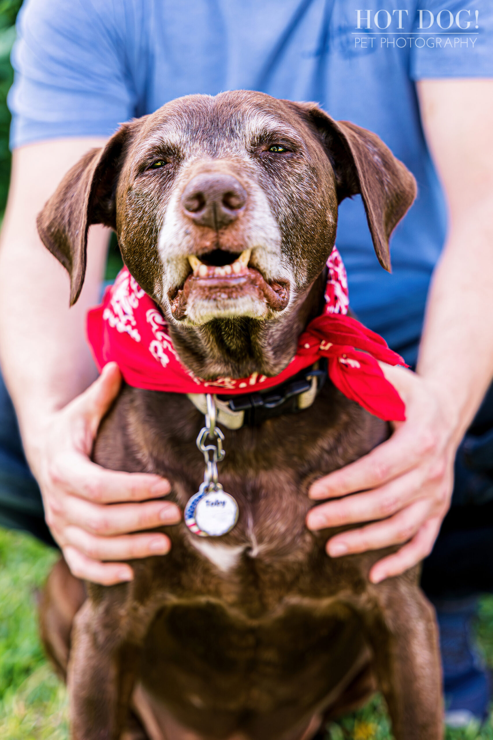 Central Florida Dog Photographer: 10-Year-Old Toby's Personality Shines.