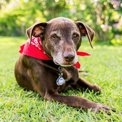 Toby the Chocolate Lab’s Cherished Companion Session | Chuluota Pet Photography