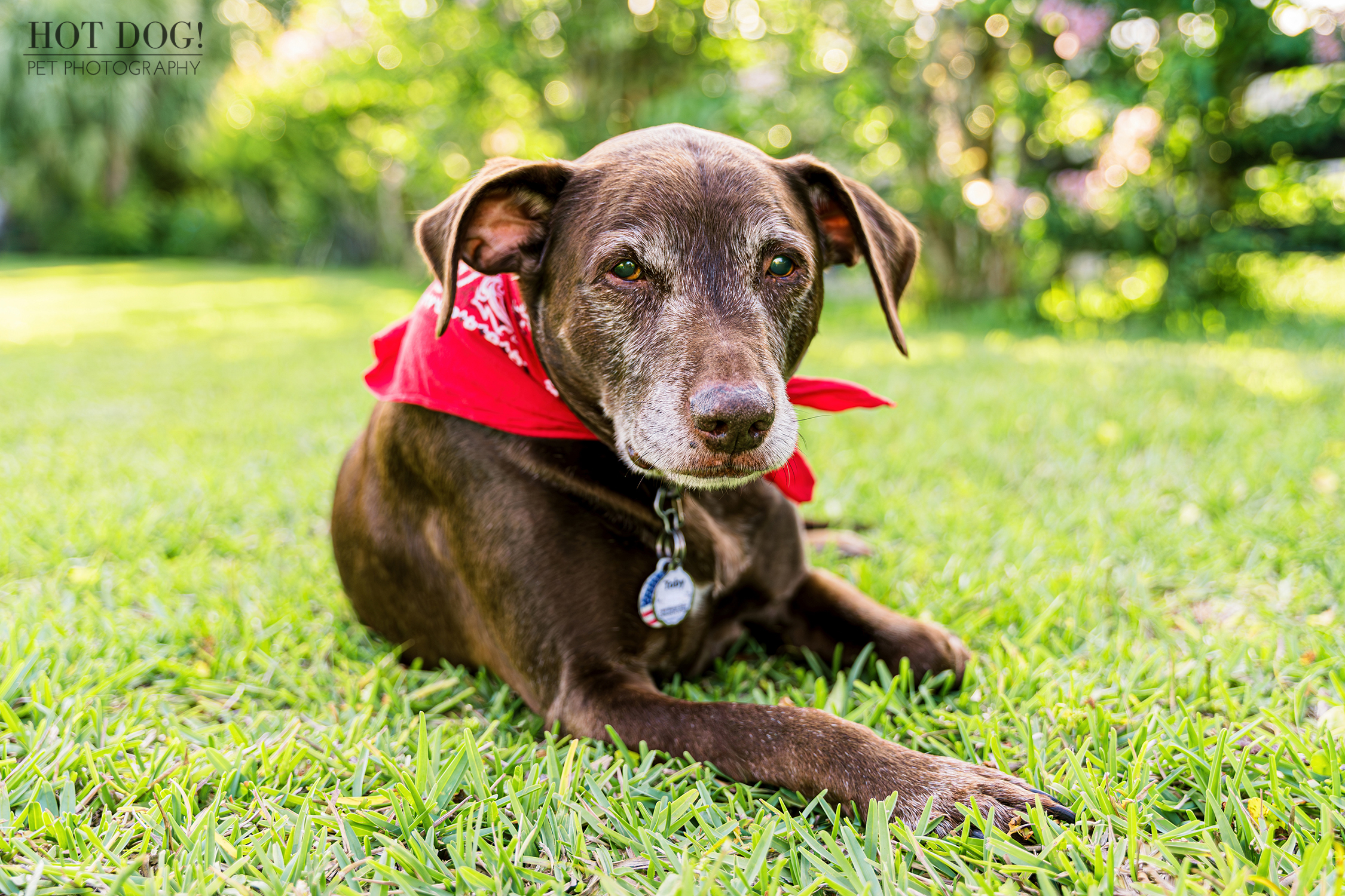 Pet photography session captures the adorable personality of 10-year-old Toby the Chocolate Lab mix at his home in Chuluota, Florida.