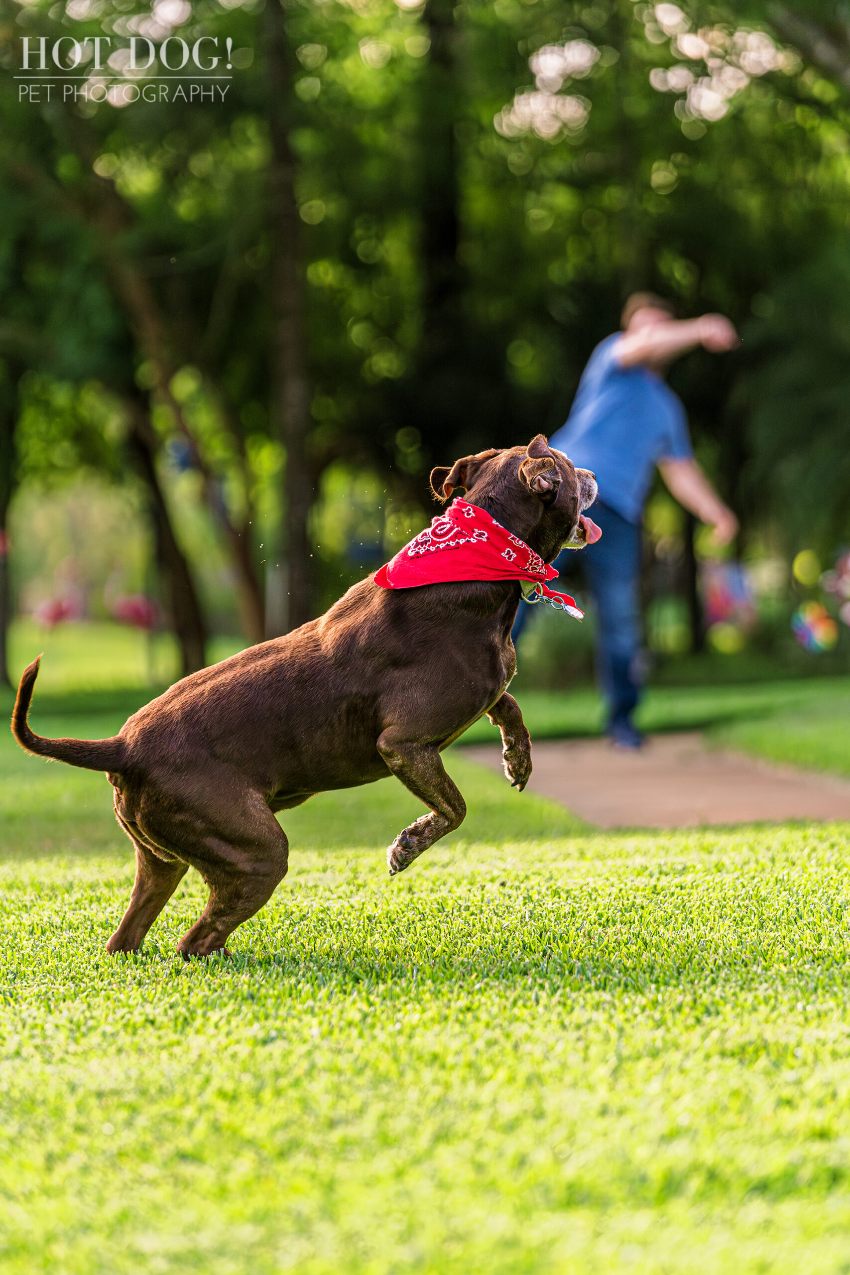 Playful Dog Photography in Chuluota: Capturing the Essence of Toby.