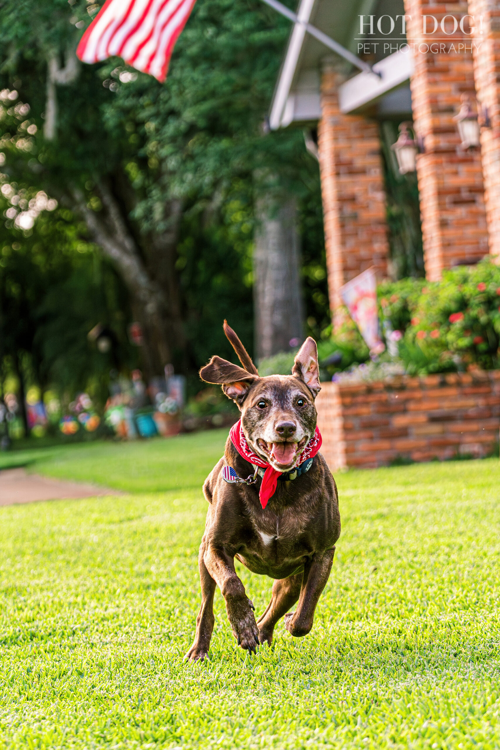 Senior Dog Photography: Toby the Chocolate Lab Mix Full of Life.