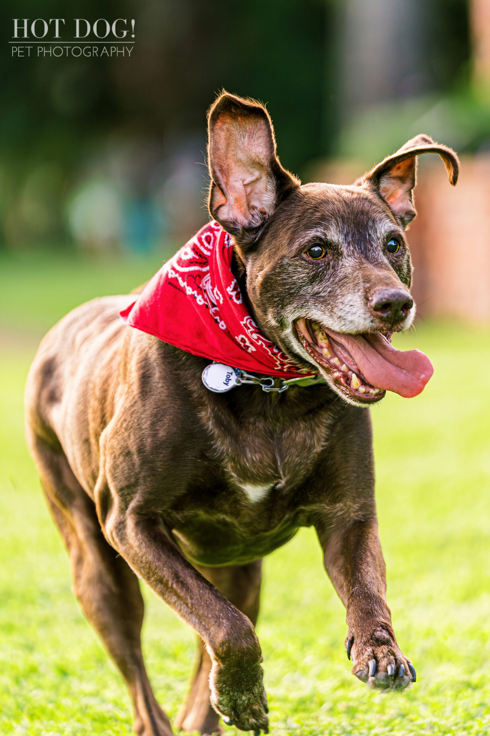 Chuluota Dog Photography: Capturing Toby's Playful Spirit.