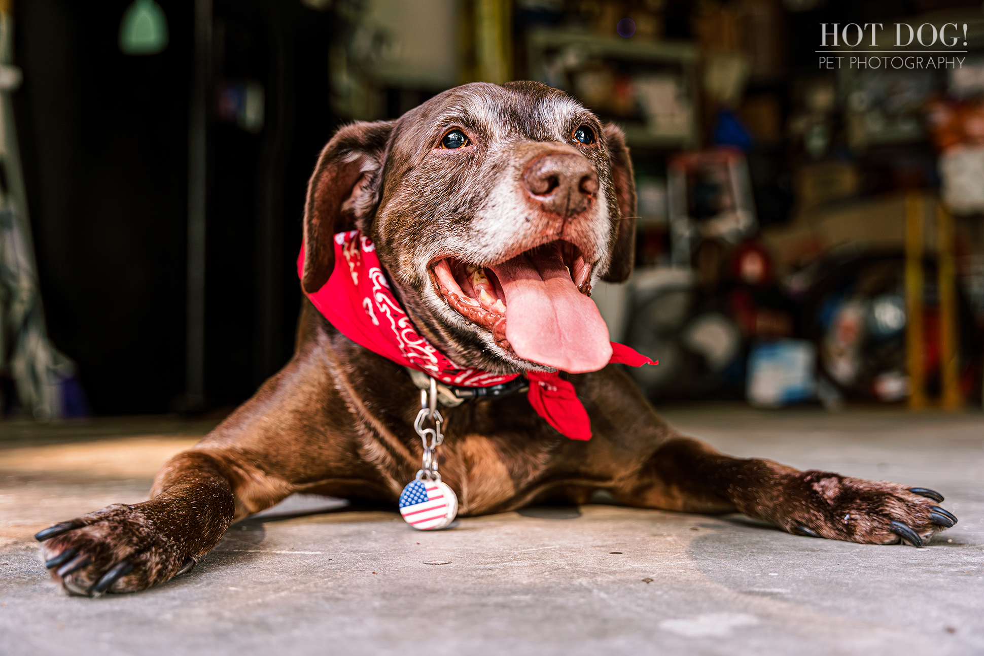 Senior Chocolate Lab Mix: Fun Dog Photography Session at Home.