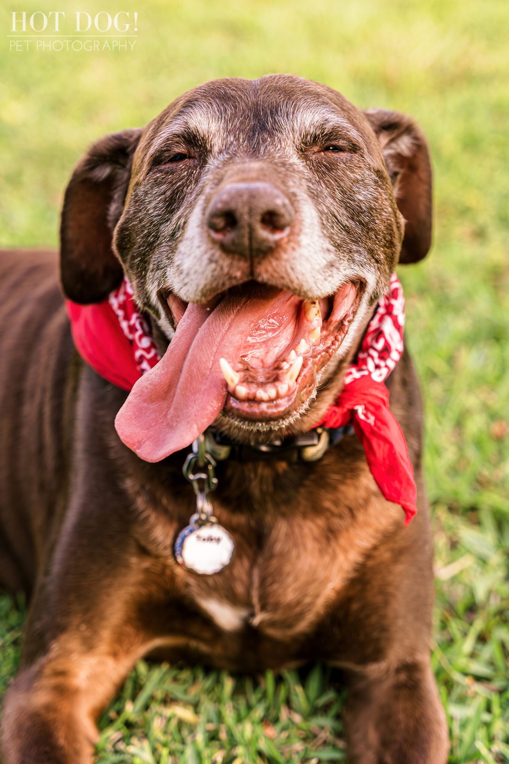 Chocolate Lab Mix Photoshoot: A Home Portrait of Toby.