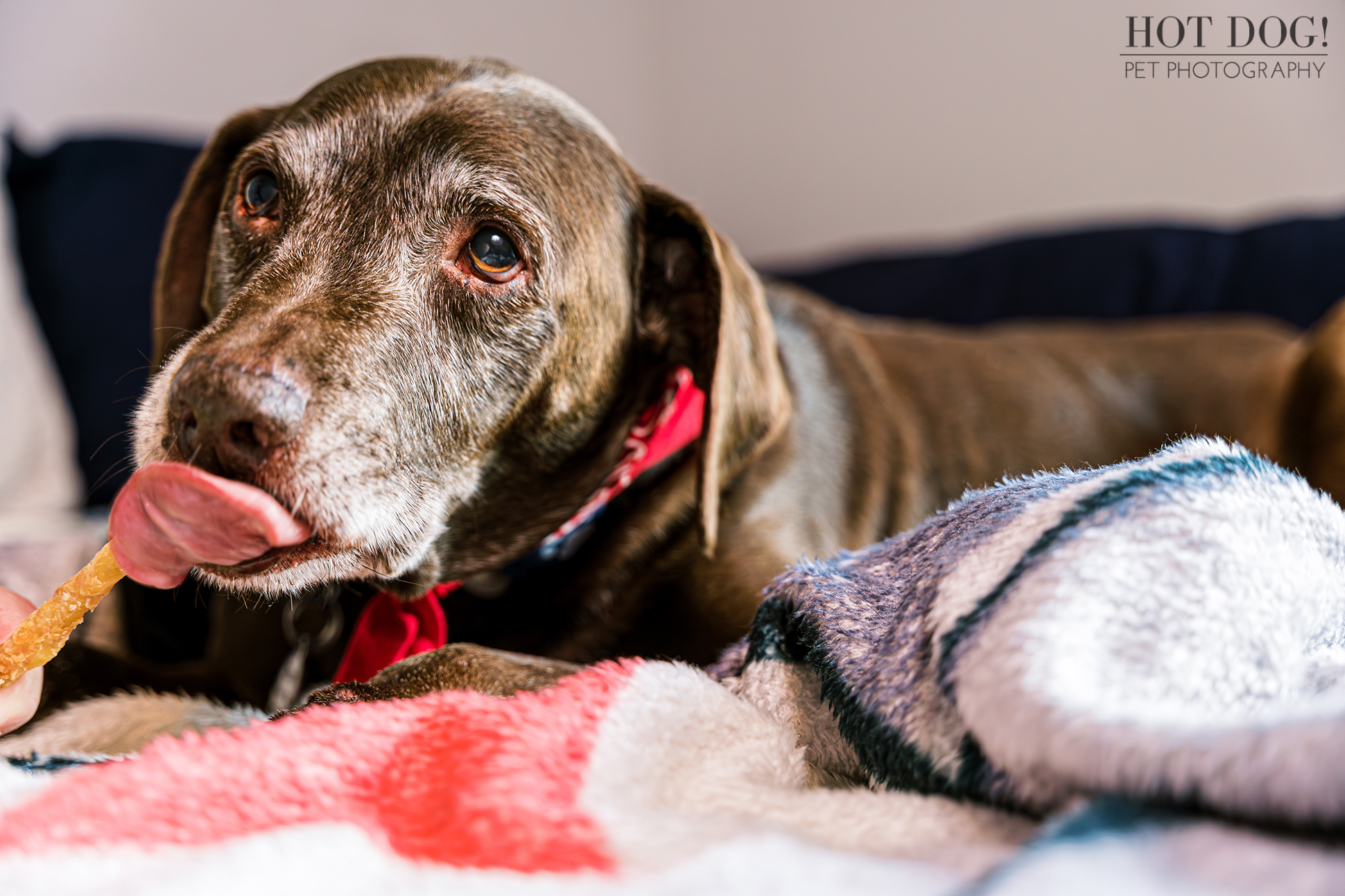 Professional Dog Photography in Chuluota: Showcasing Toby's Personality.